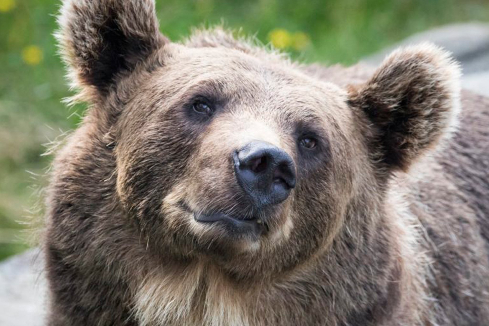 Ranua Arctic Zoo Day Trip with Guided Transfer & Lunch from Rovaniemi