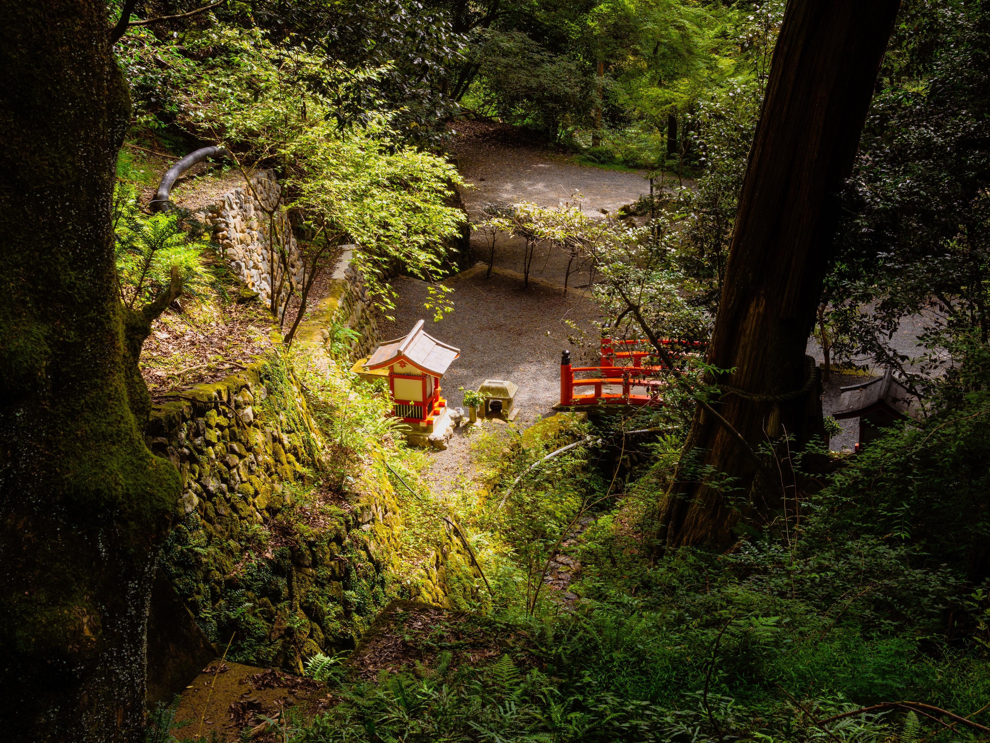 Kyoto experience — temples, geisha, bamboo grove — image 7