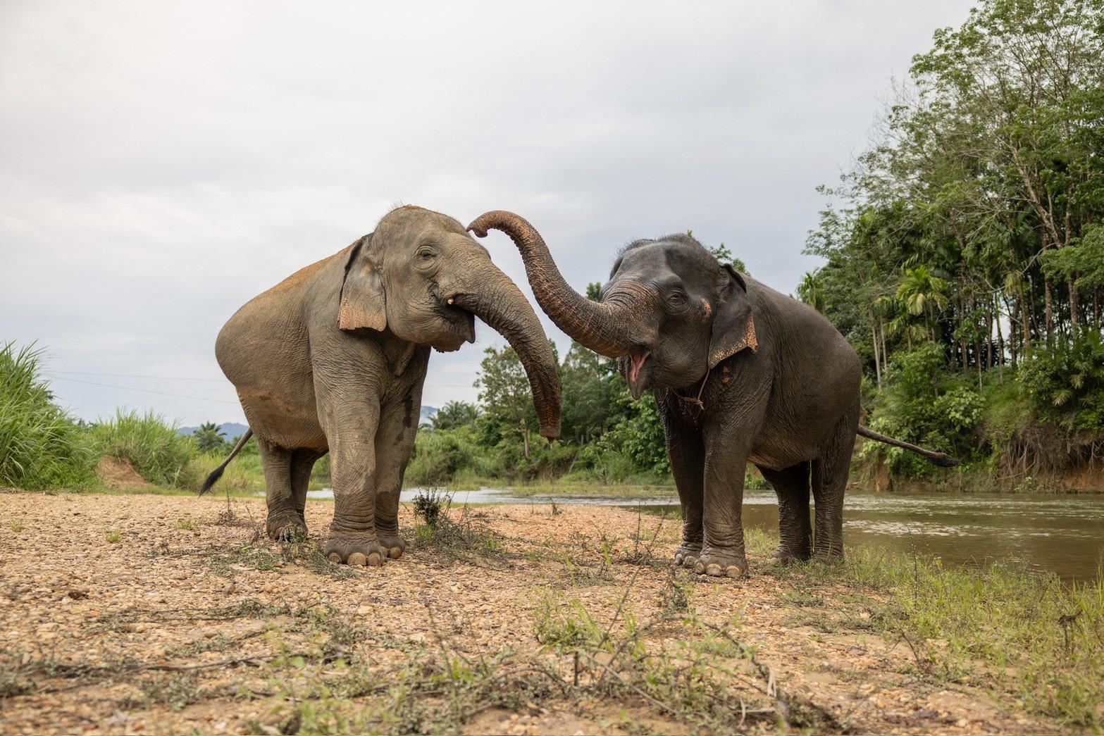 Khao Sok Elephant Rescue & Bamboo River Raft from Krabi