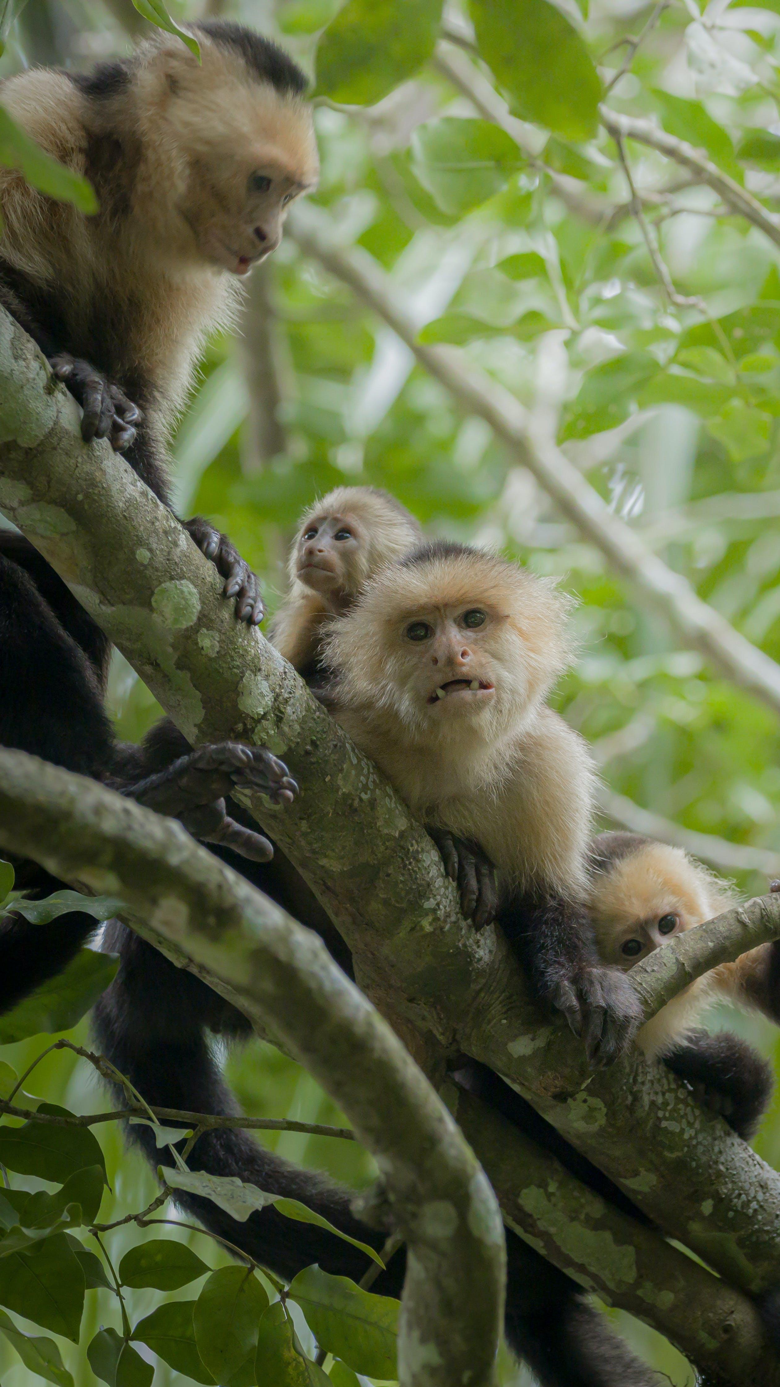 Tortuguero Canal Wildlife Boat Tour
