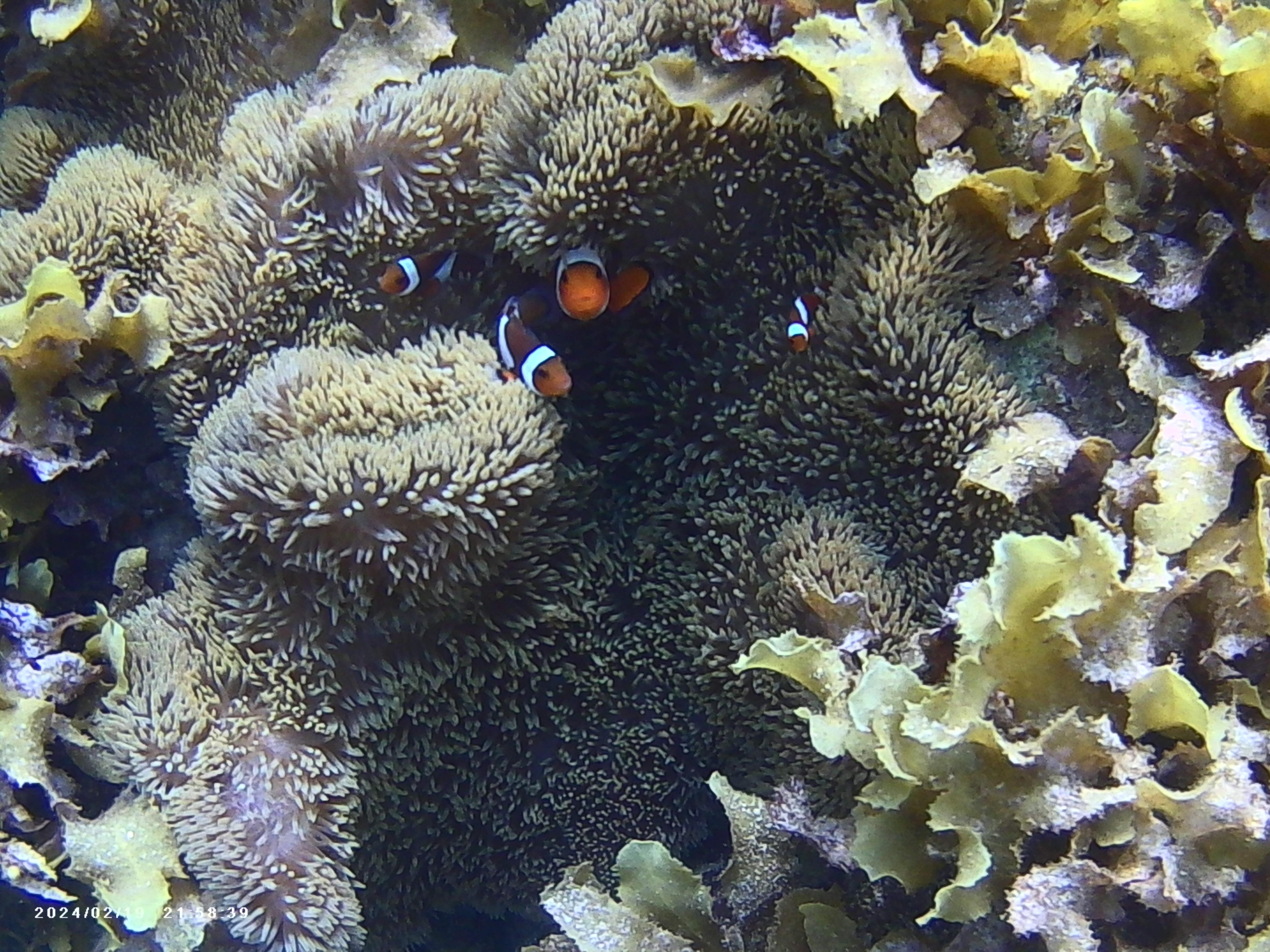 Sibaltan Private Snorkeling & Hidden Islands Boat Tour