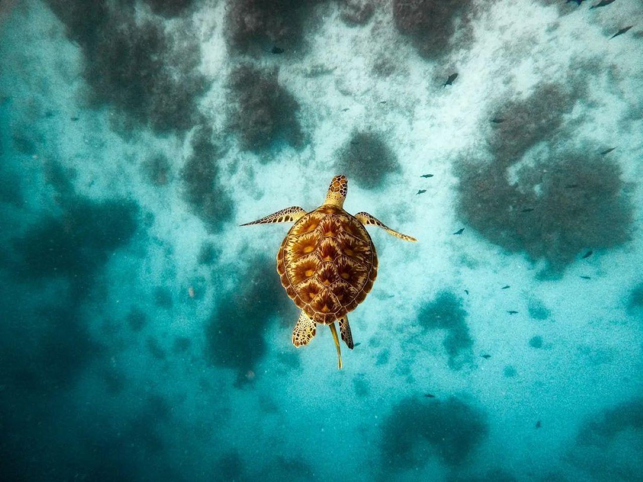 Zanzibar Full-Day Adventure: Sea Turtles, Kuza Cave & Paje Beach