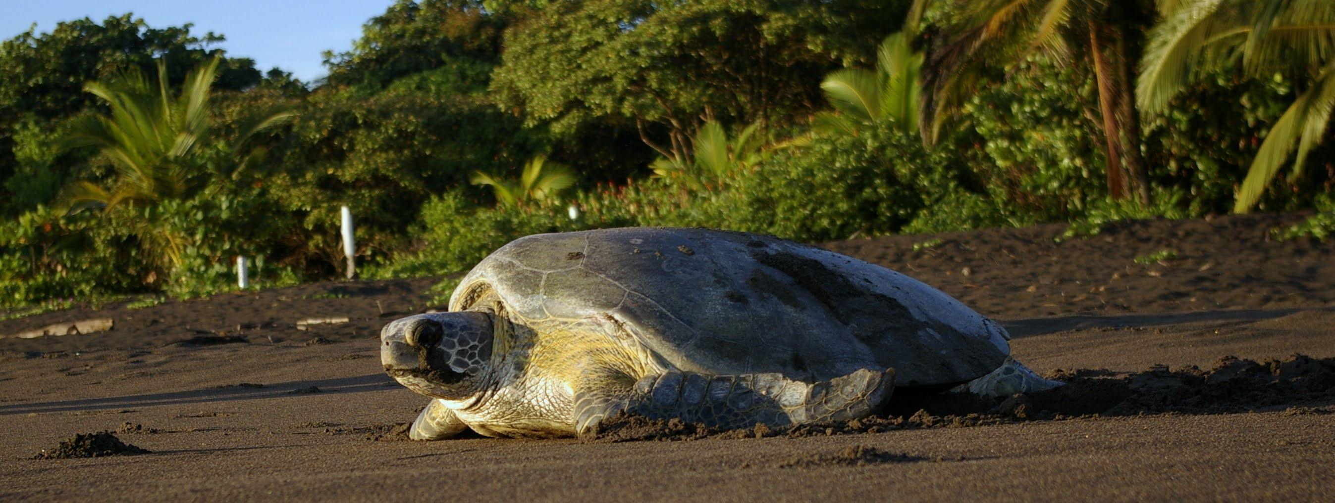 Tortuguero Night Turtle Nesting Tour