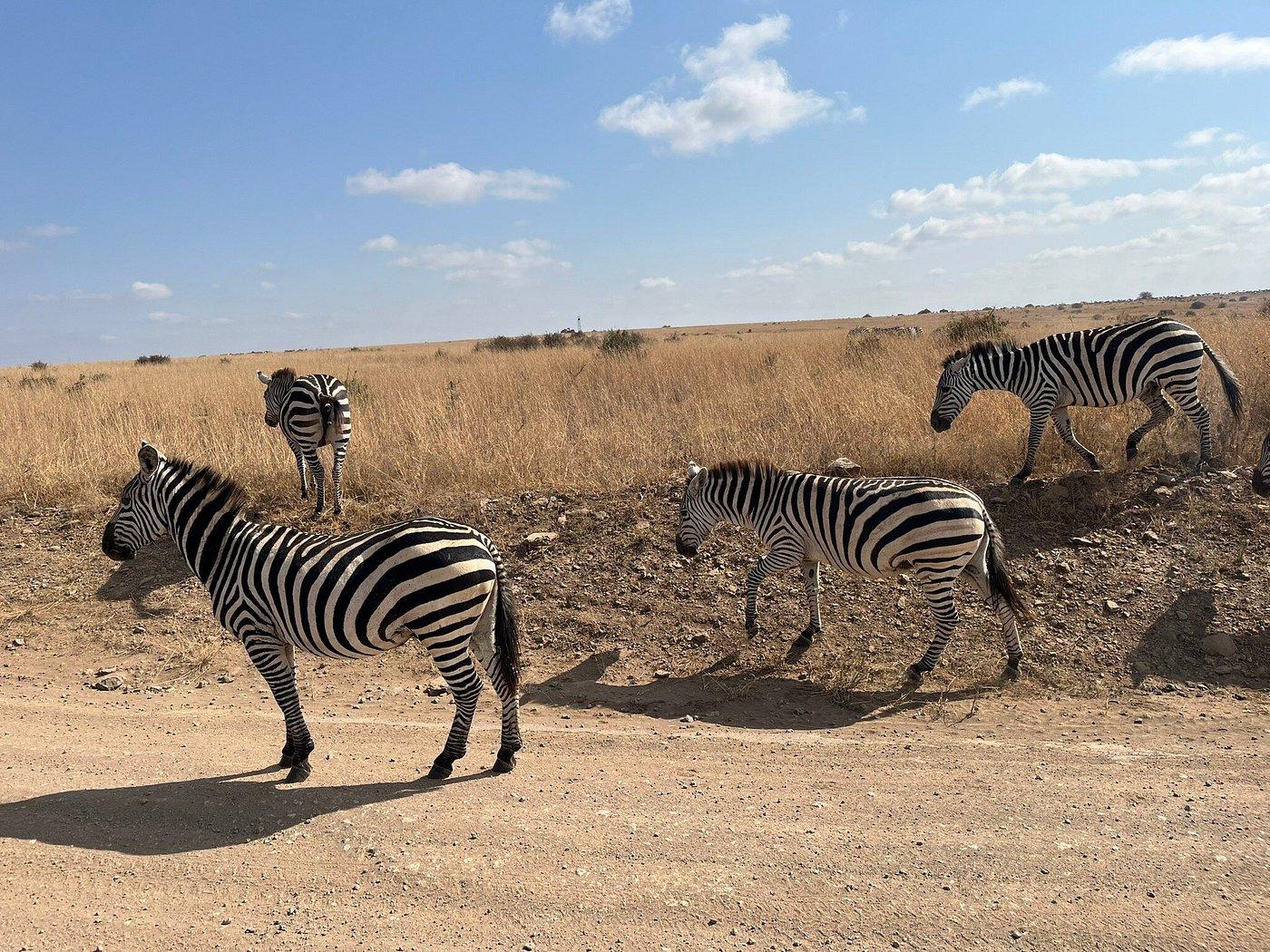 Nairobi Safari Highlights: Wildlife Parks & Elephant Sanctuary