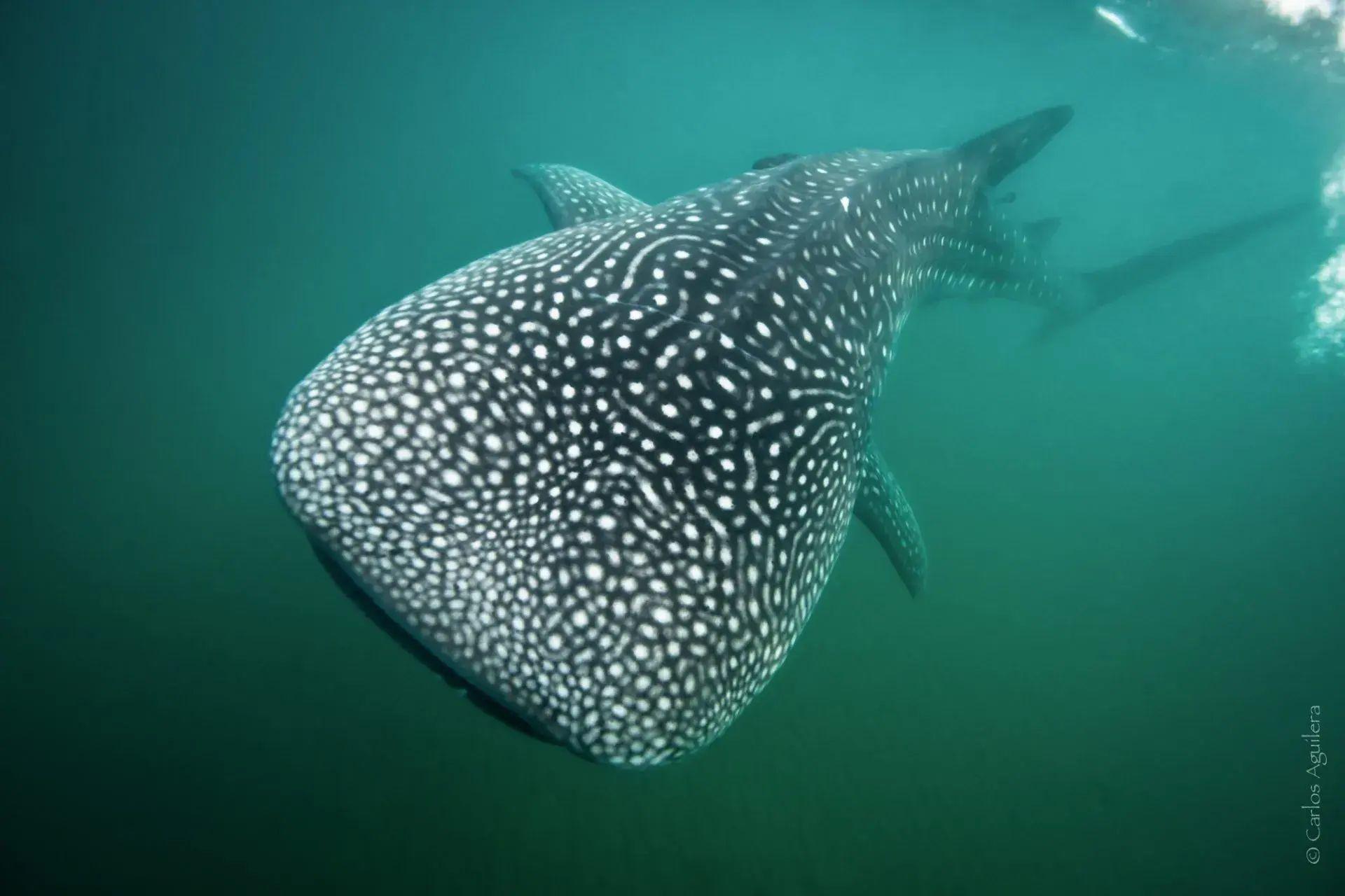 La Paz Whale Shark Snorkeling Expedition with Marine Biologist