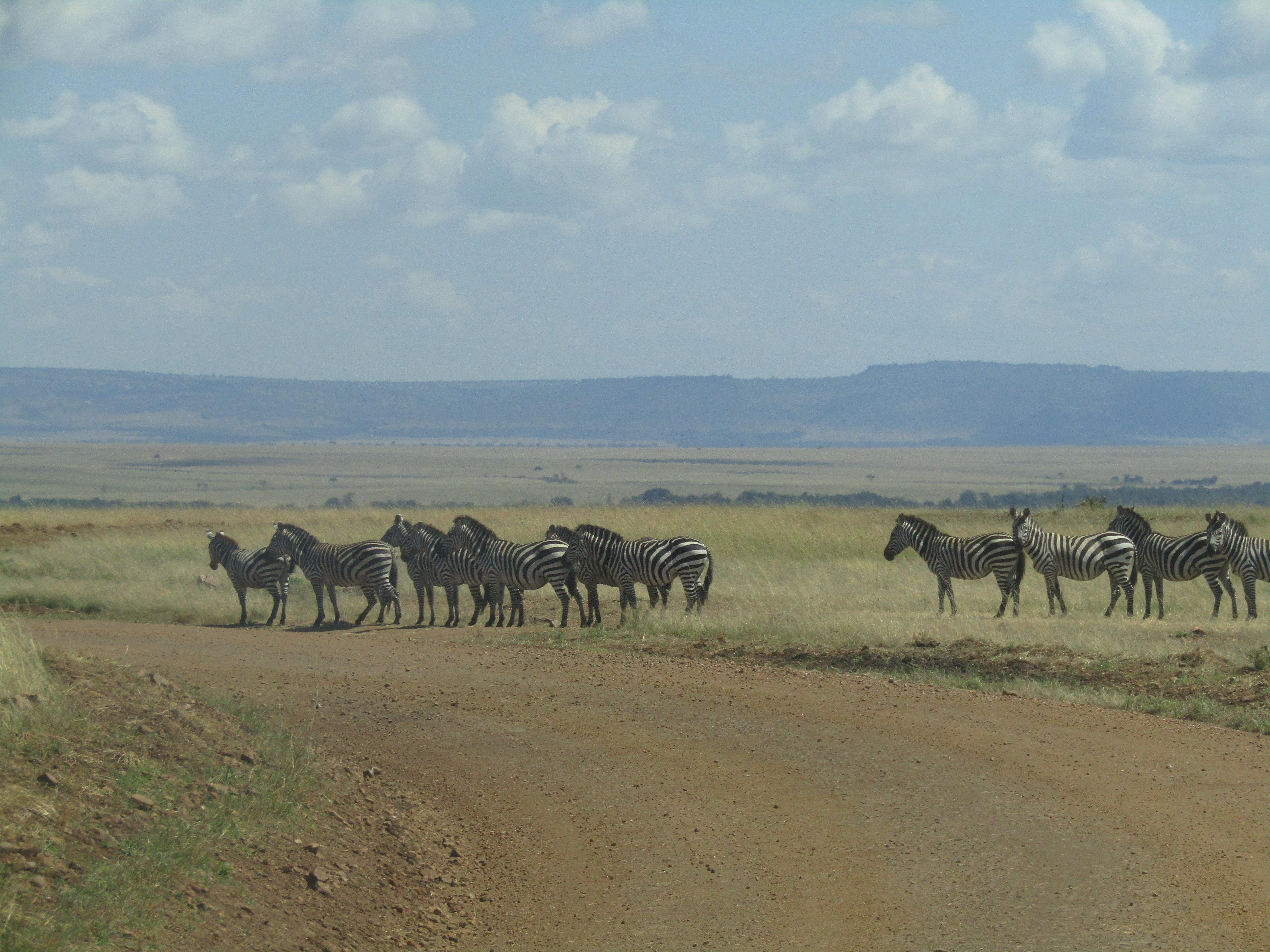 3-Day Masai Mara Safari Adventure from Nairobi