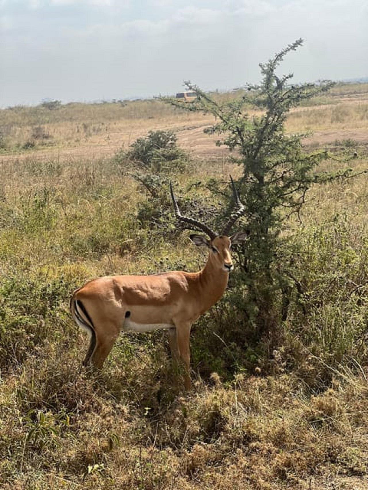 Nairobi Wildlife & History Day Tour
