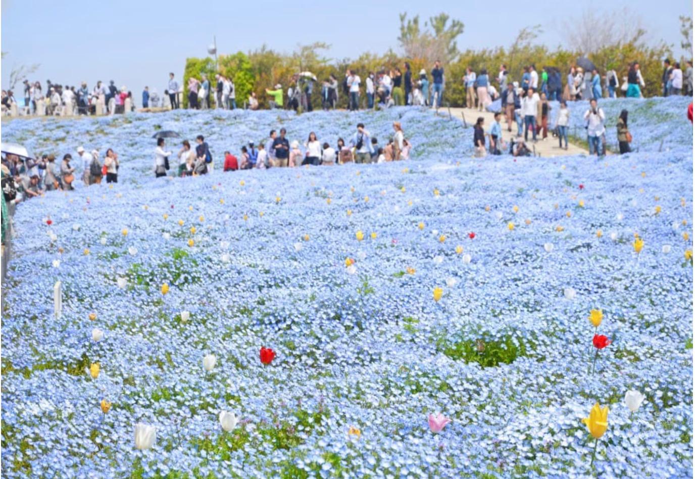 Osaka Nemophila Festival & Aquarium Spring Day Trip