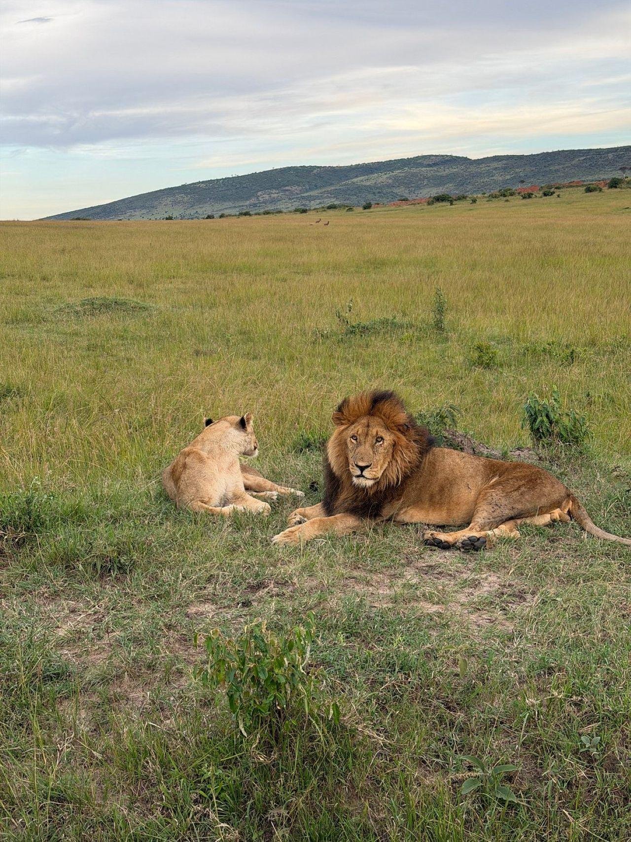 3-Day Maasai Mara Shared Jeep Safari from Nairobi