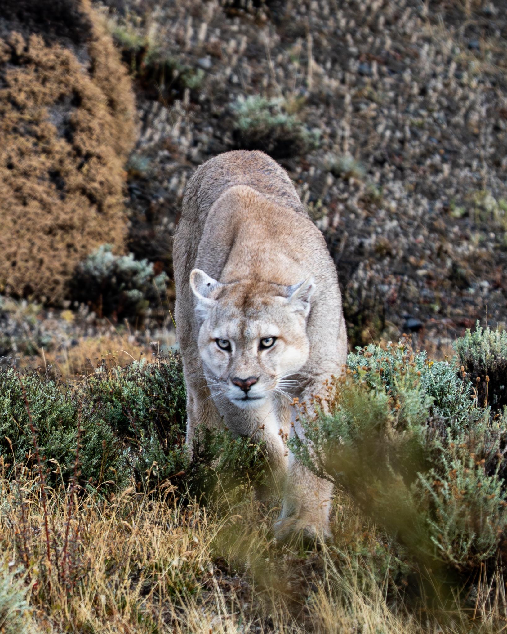 Patagonian Puma Tracking Expedition: Torres del Paine