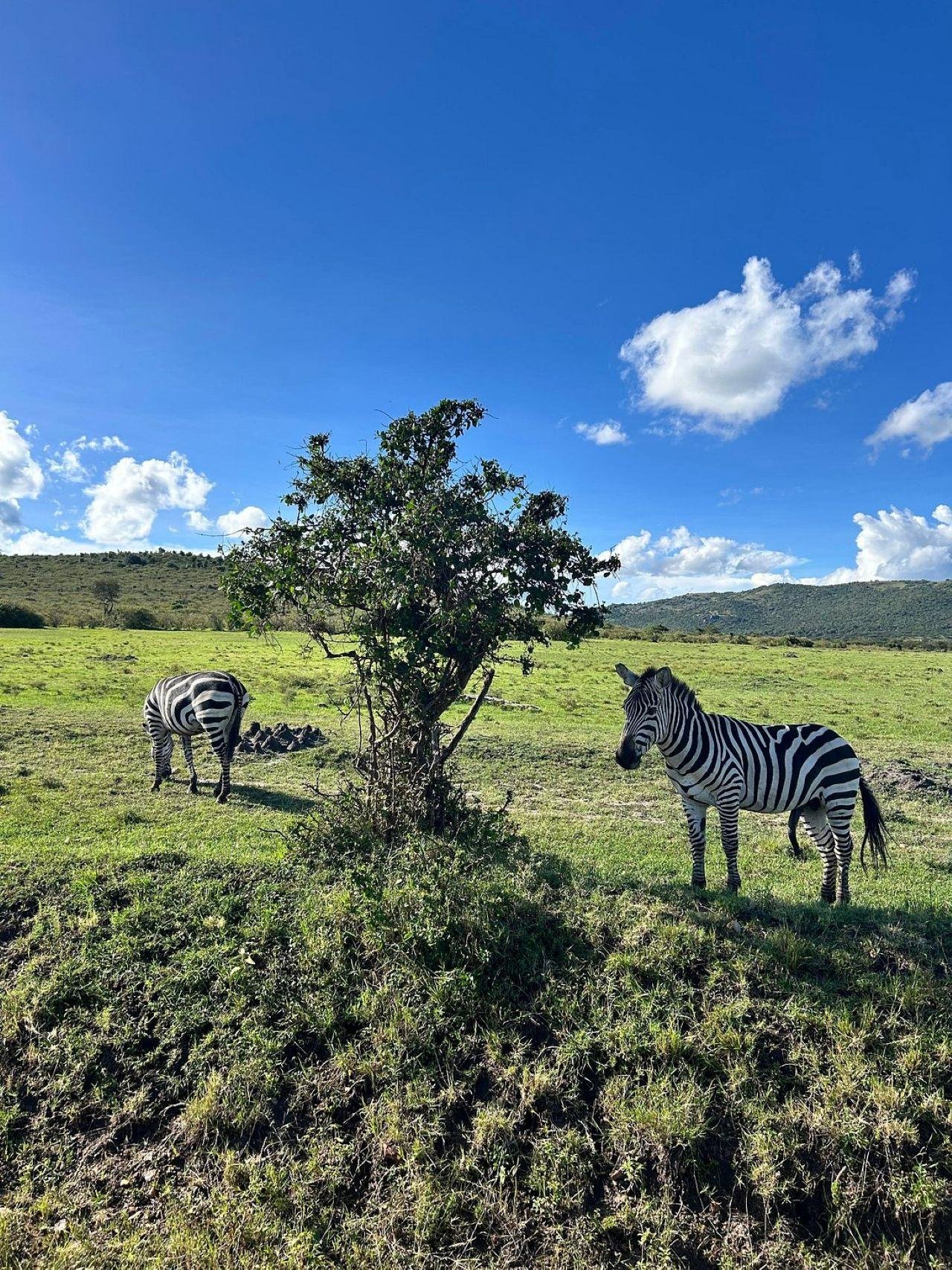 3-Day Maasai Mara Shared Jeep Safari from Nairobi