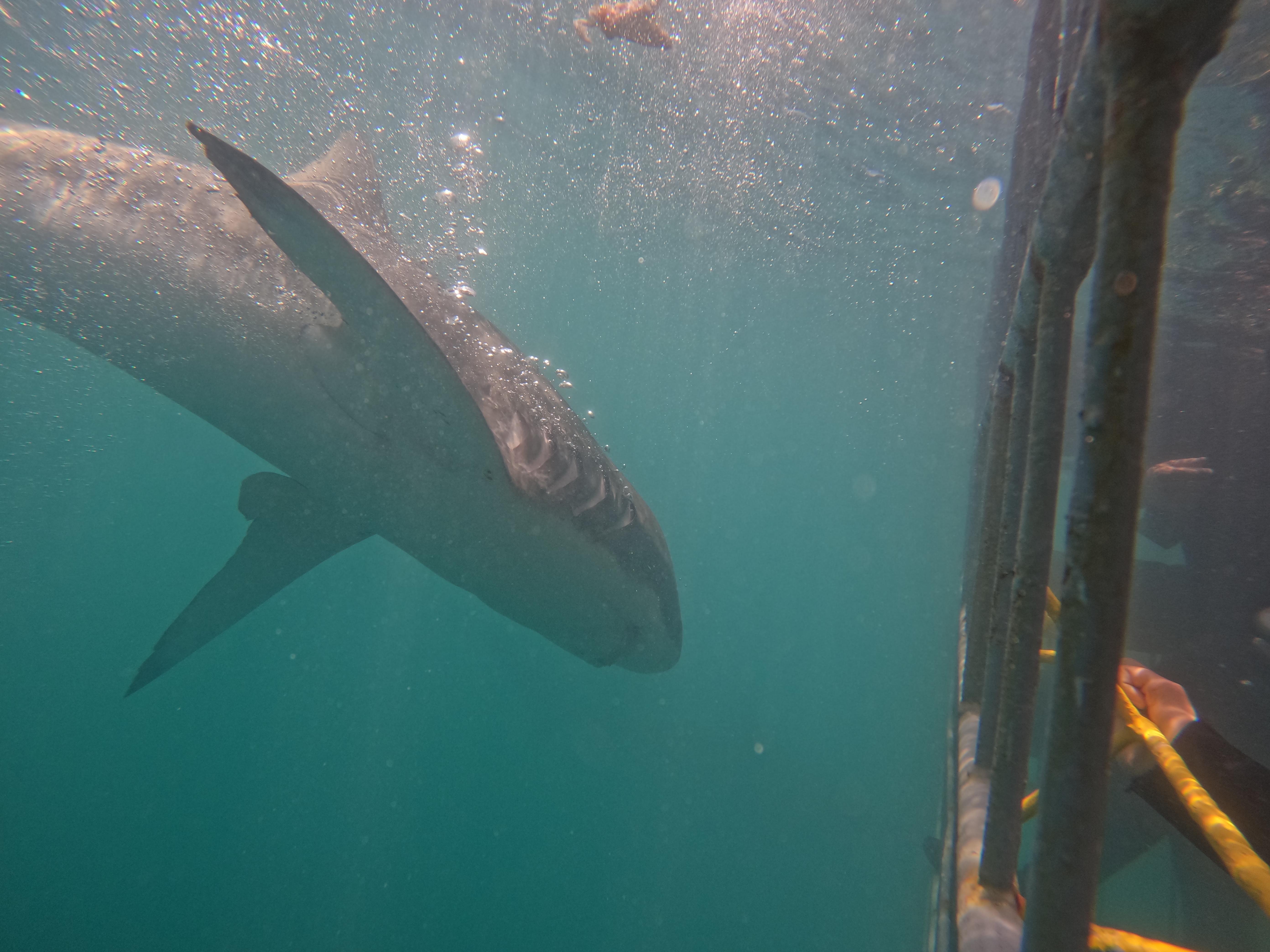 Shark Cage Diving from Cape Town or Hermanus – White Shark Projects