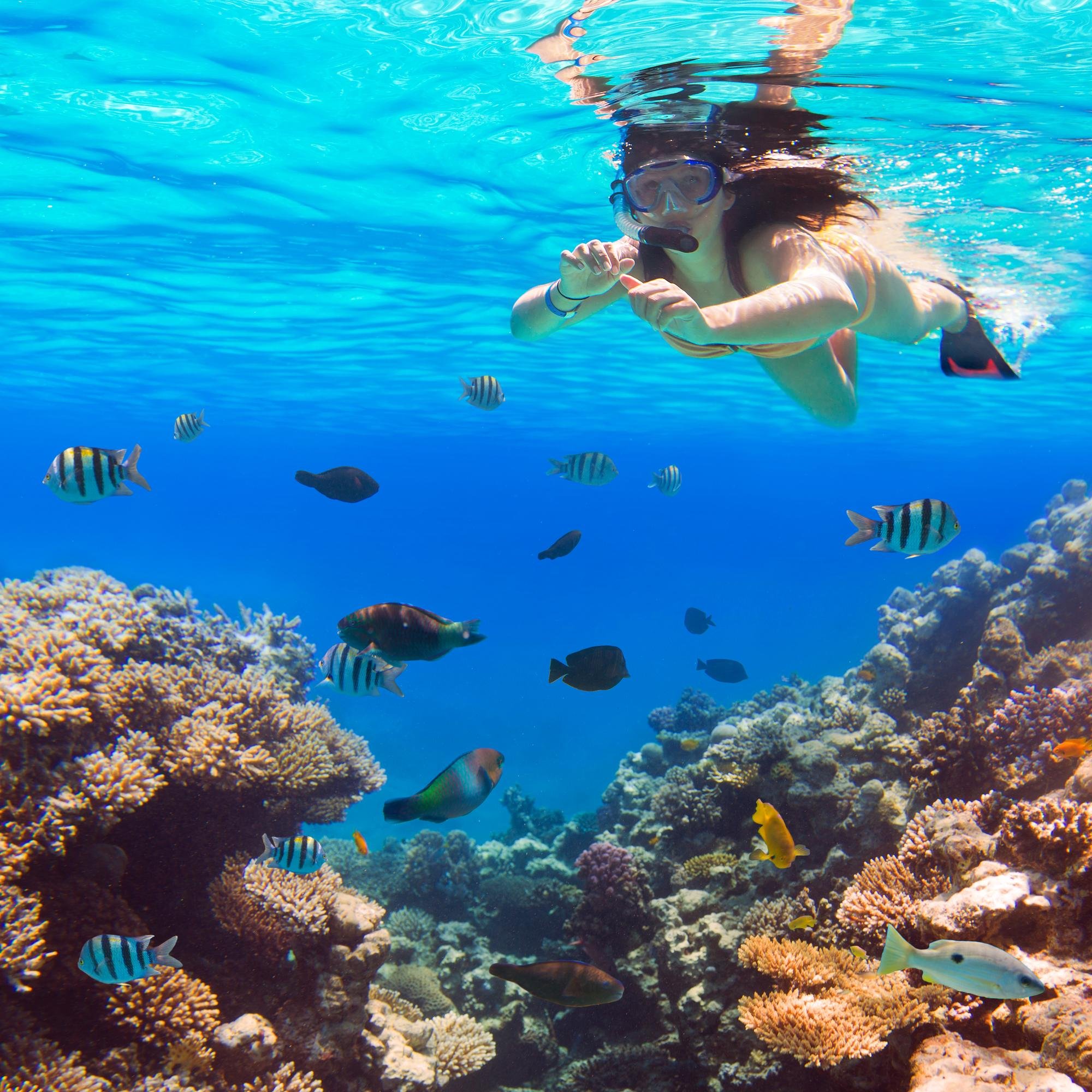 Catalina Island Catamaran Snorkel & River Cruise