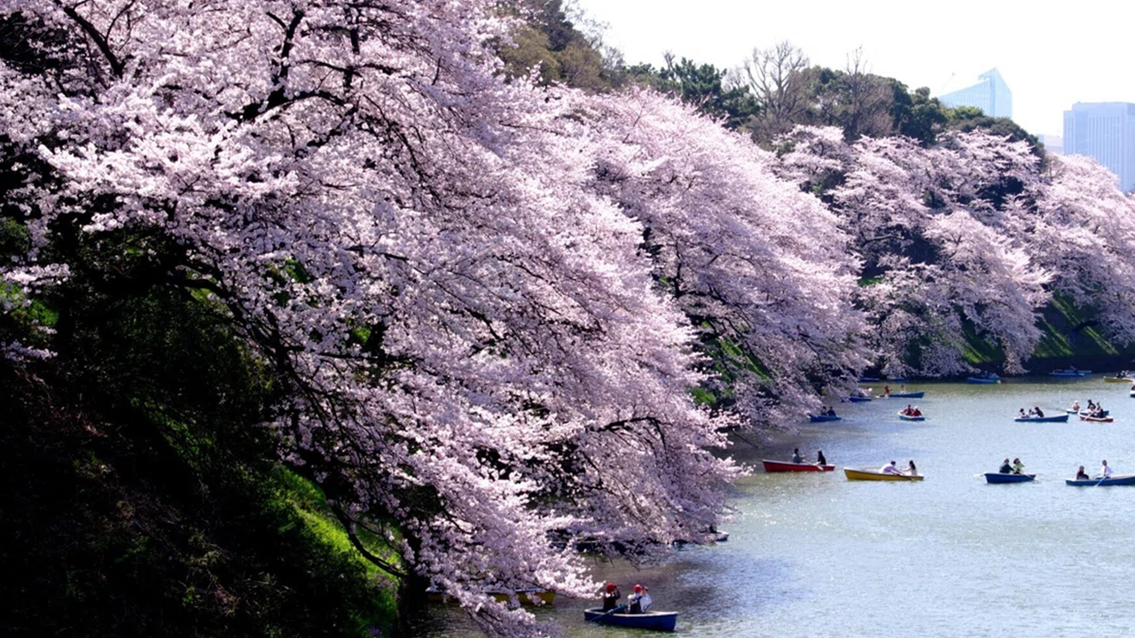 Tokyo Imperial Palace & Station Express Tour