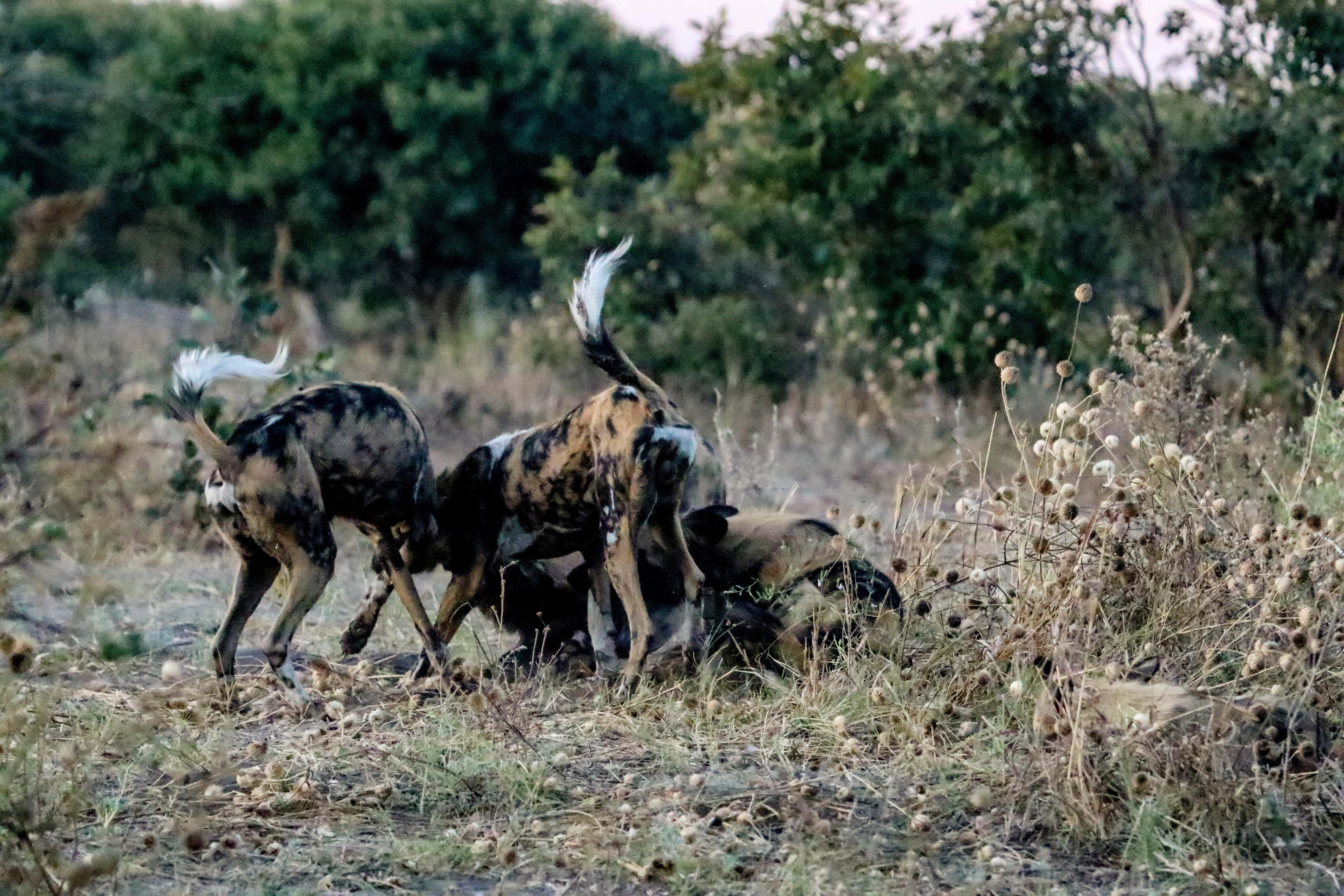 Chobe National Park Wildlife Safari