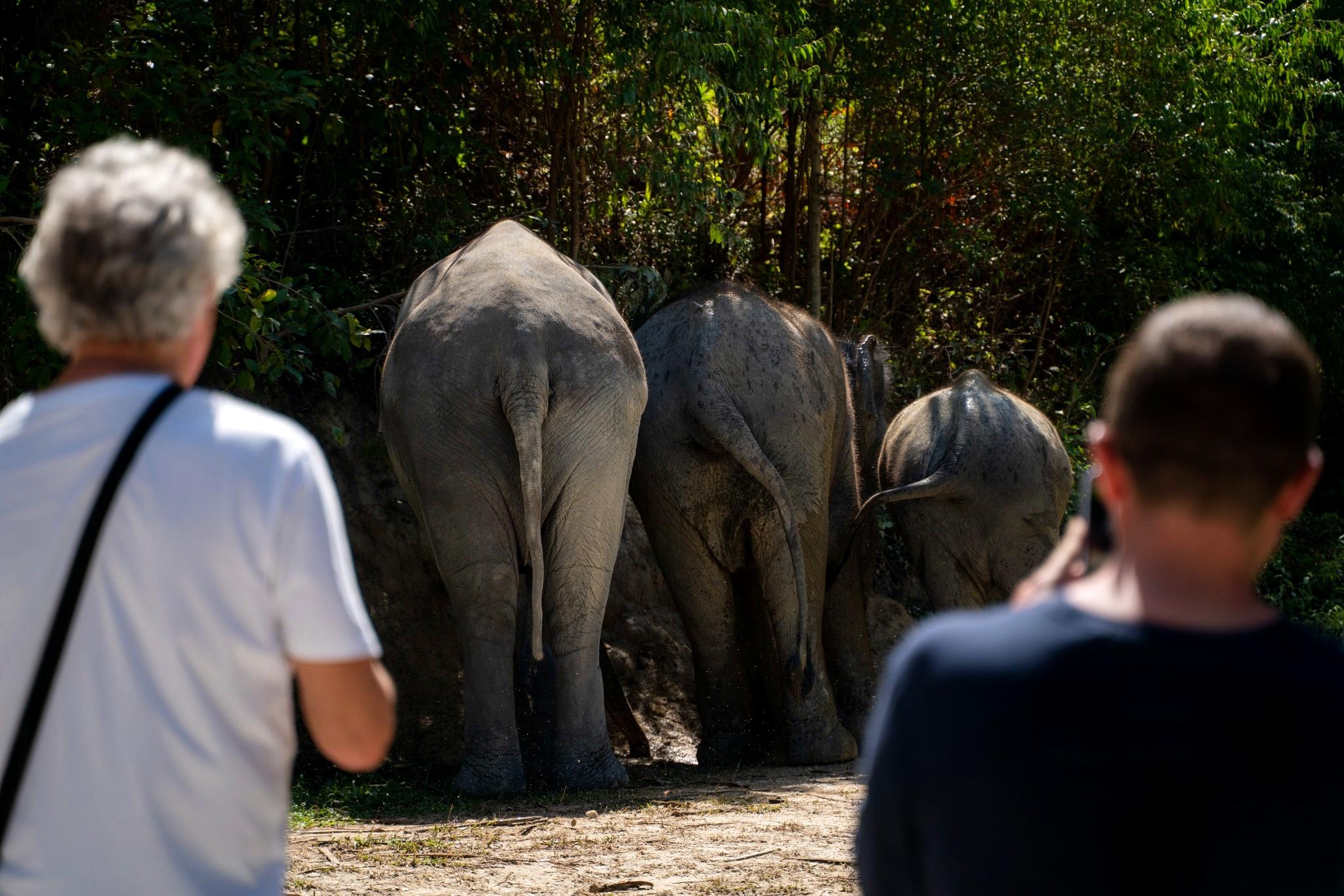 Patong Elephant Sanctuary: Ethical Learning Experience