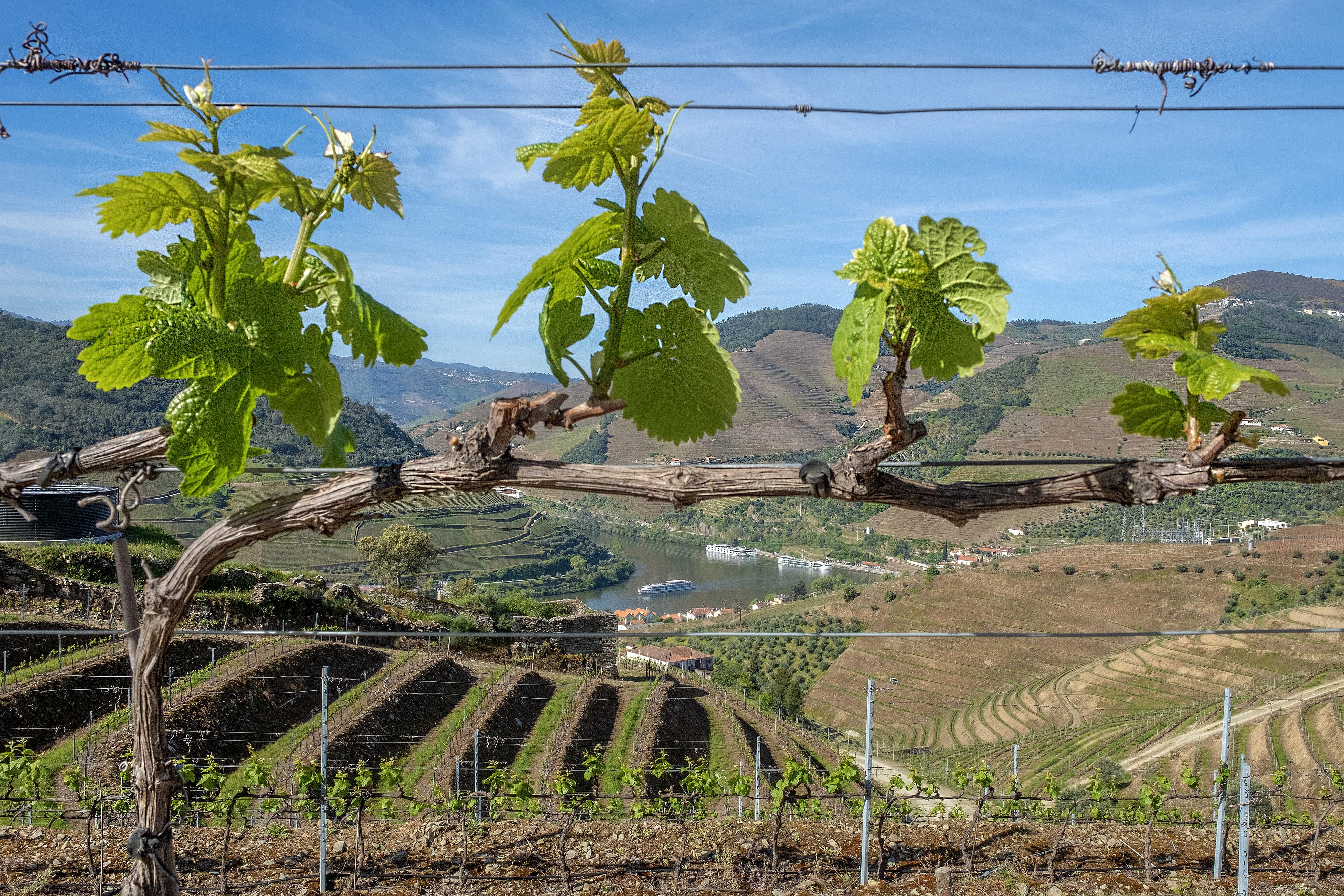 Douro Valley Wine & Boat Tour from Porto with Sommelier Guide
