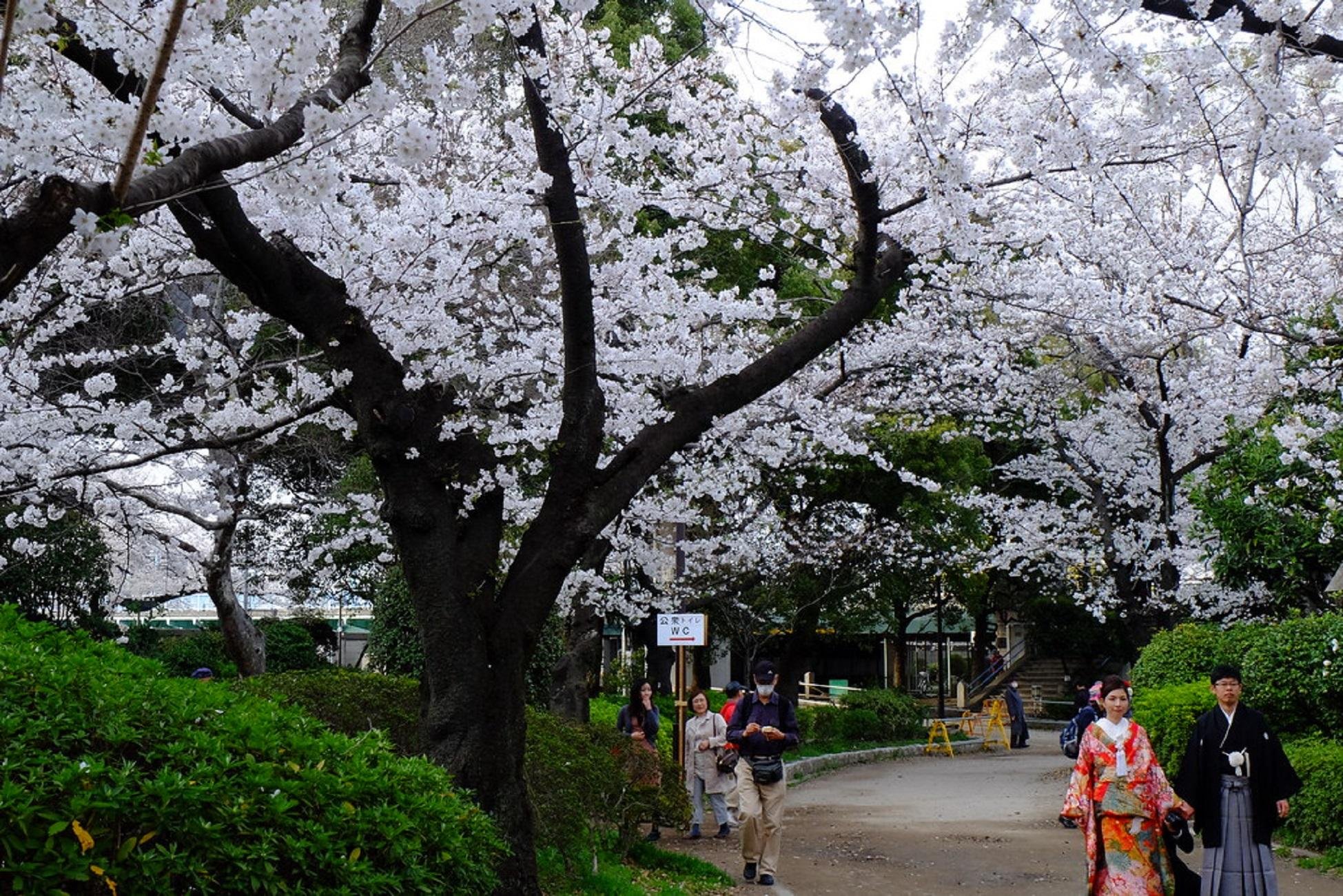 Asakusa Highlights Walk: Sensoji, Skytree & Local Snacks