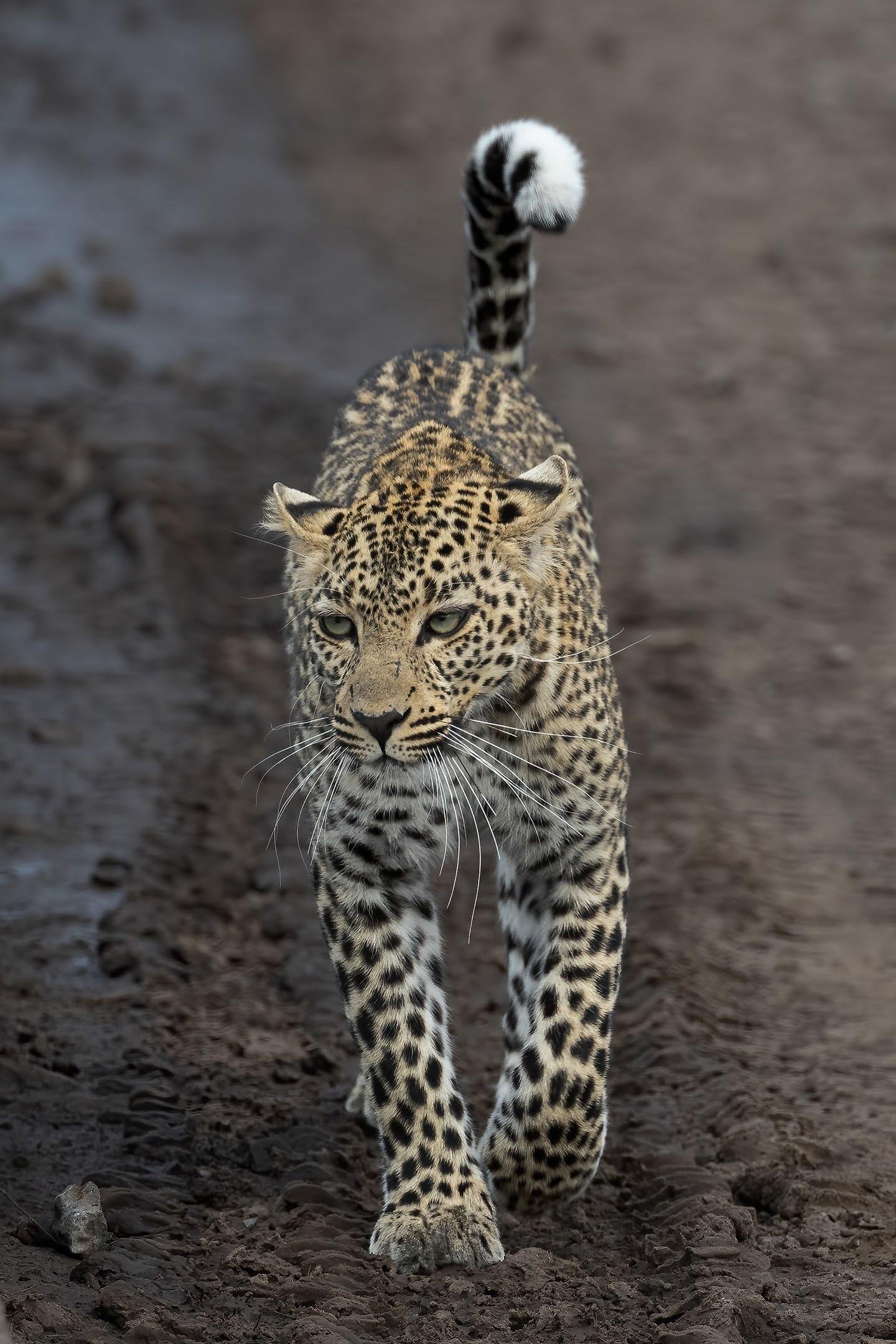 Maasai Mara Express: 1-Day Safari from Nairobi