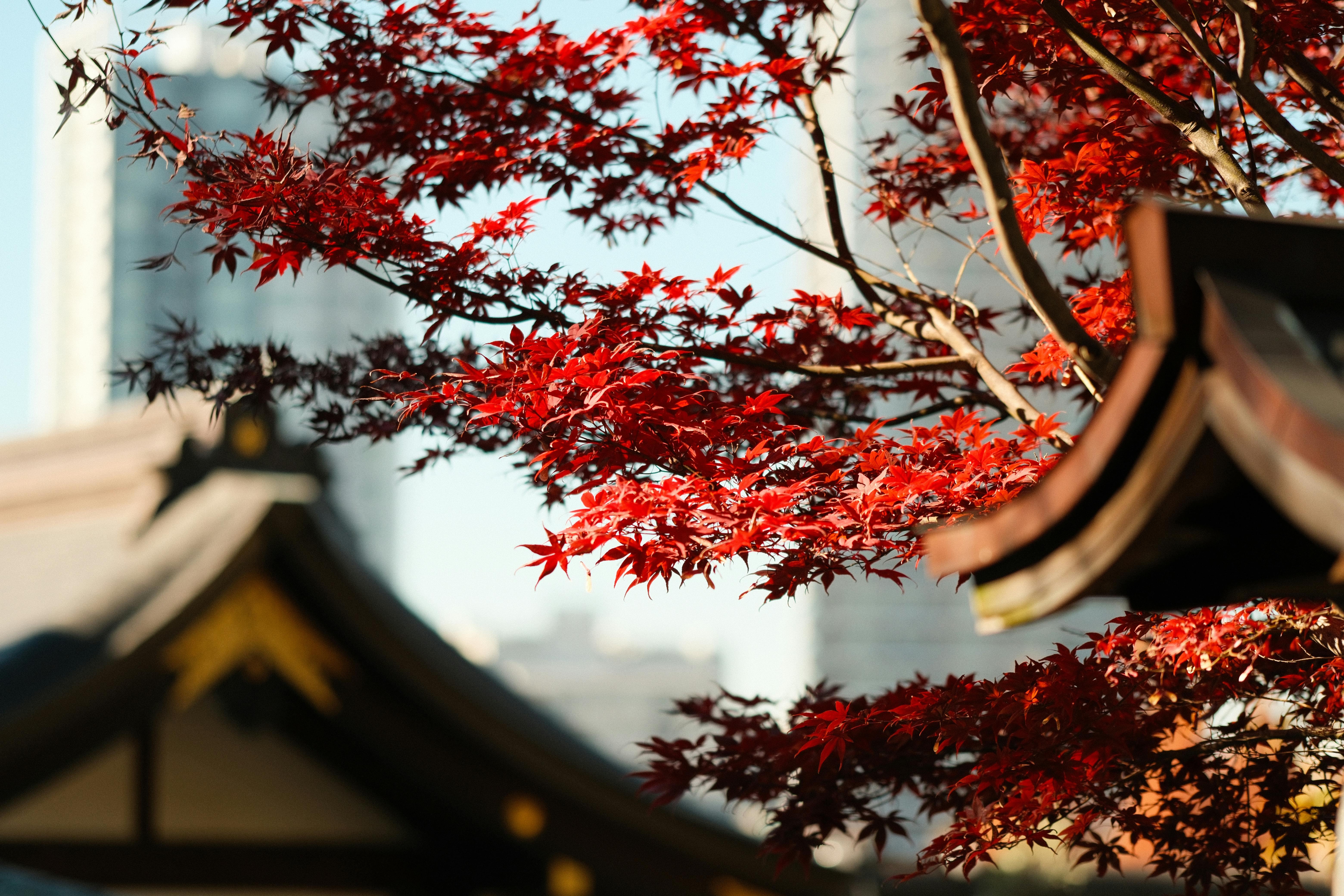 Nikko Autumn Day Trip: Toshogu, Kegon Falls & Lake Chuzenji