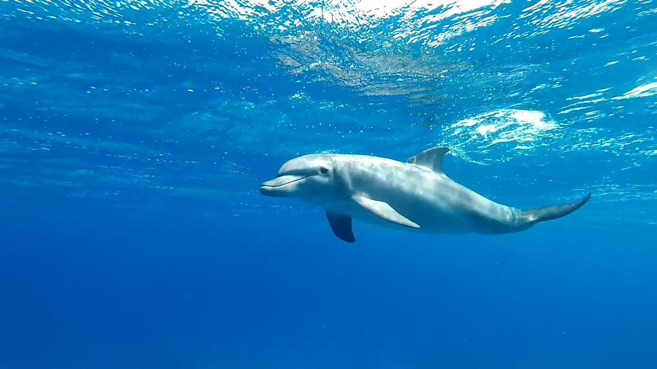 Sharm el-Sheikh: White Island & Ras Mohamed National Park Snorkeling Day Trip