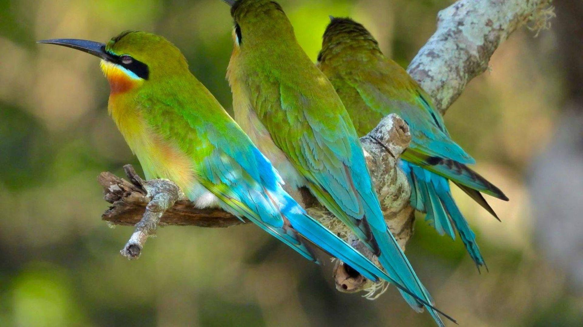 Full-Day Wilpattu National Park Leopard Safari from Anuradhapura