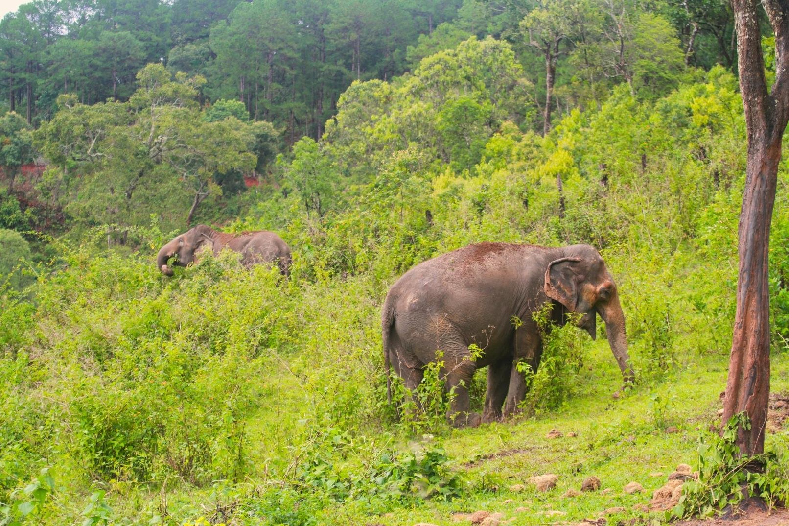 Chiang Mai: Ethical Elephant Tour & Pad Thai Cooking