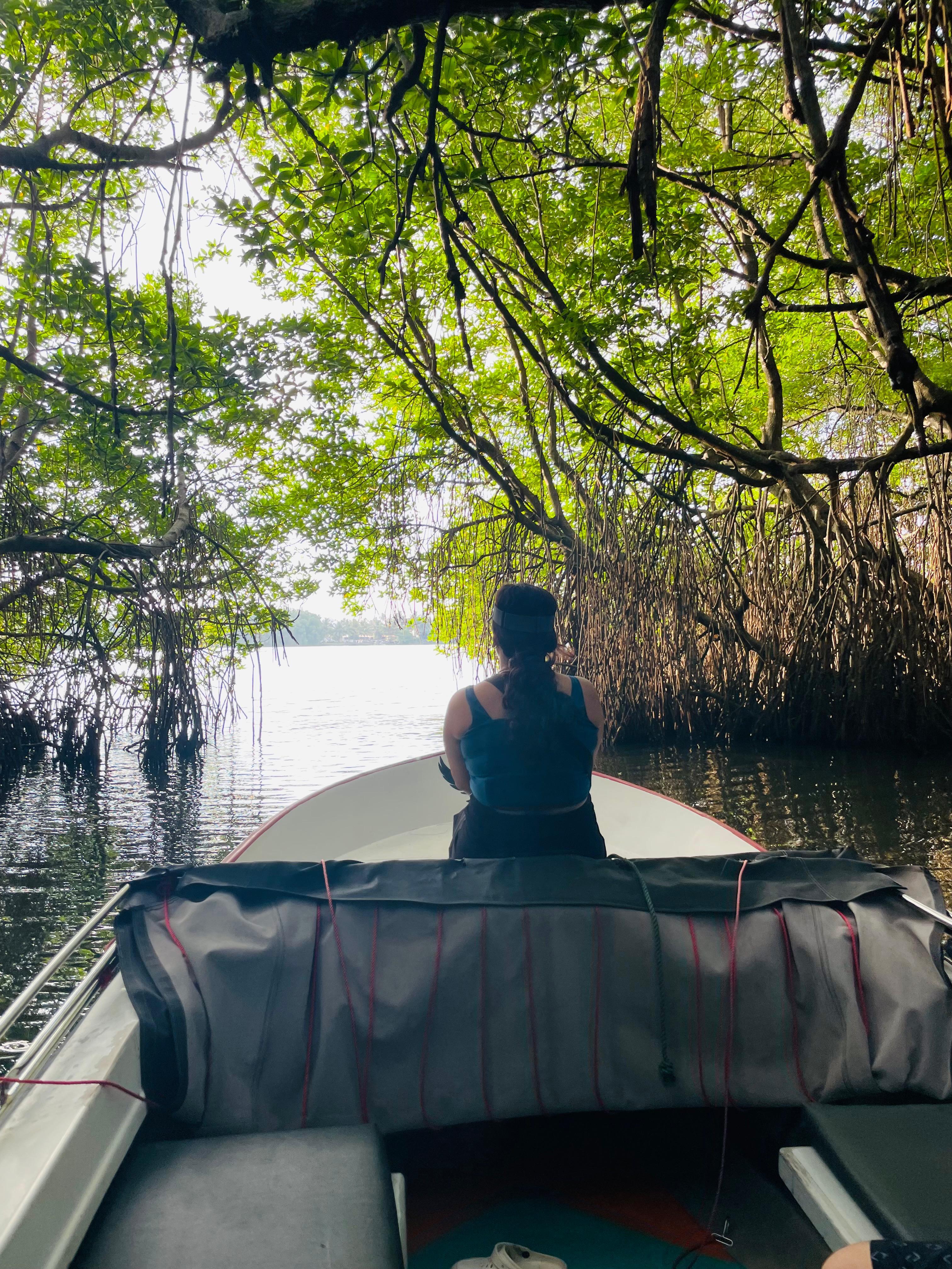 Bentota Private Mangrove River Boat Safari with Hotel Pickup