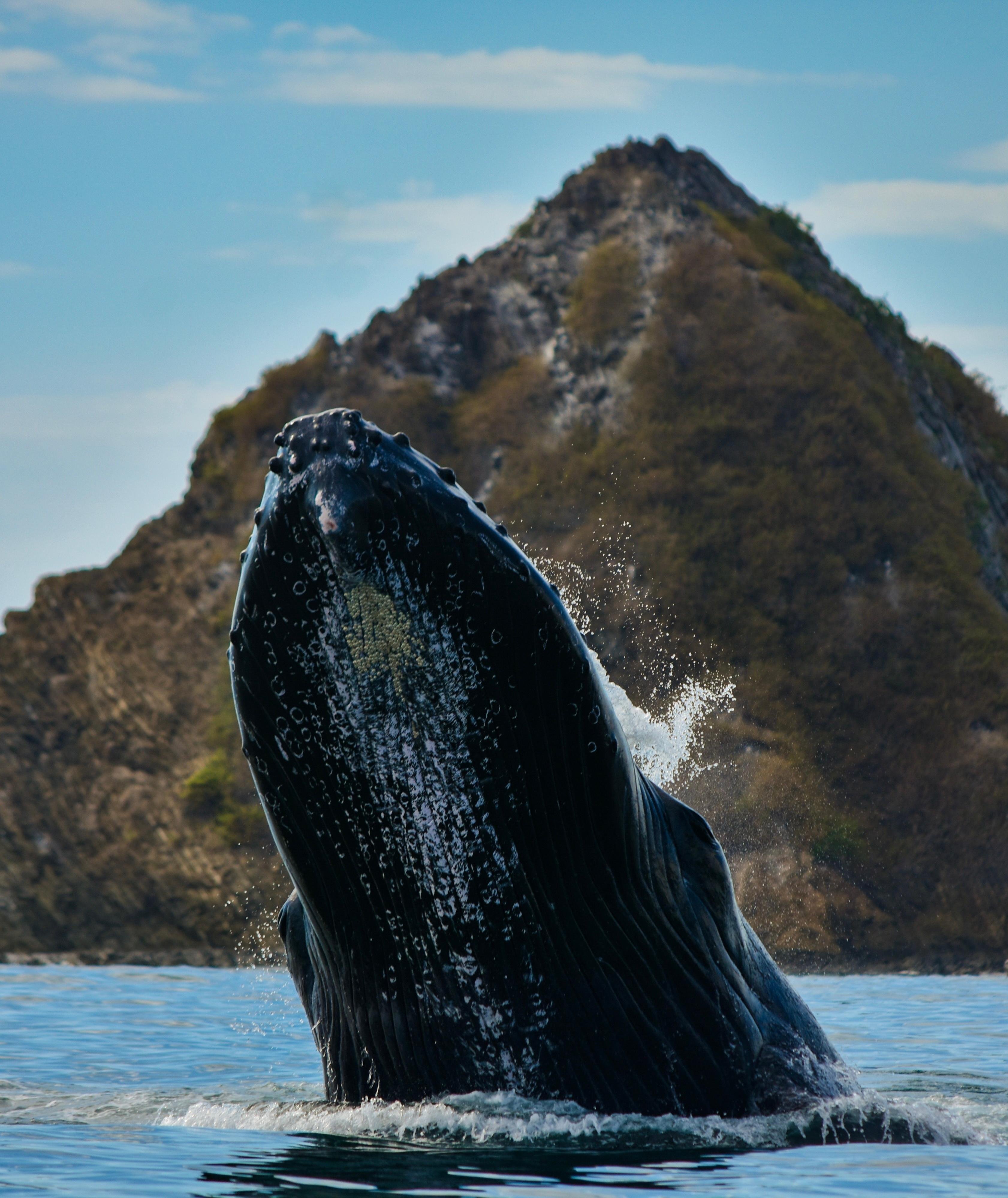 Uvita Whale & Dolphin Watching Boat Trip with Snacks and Drinks