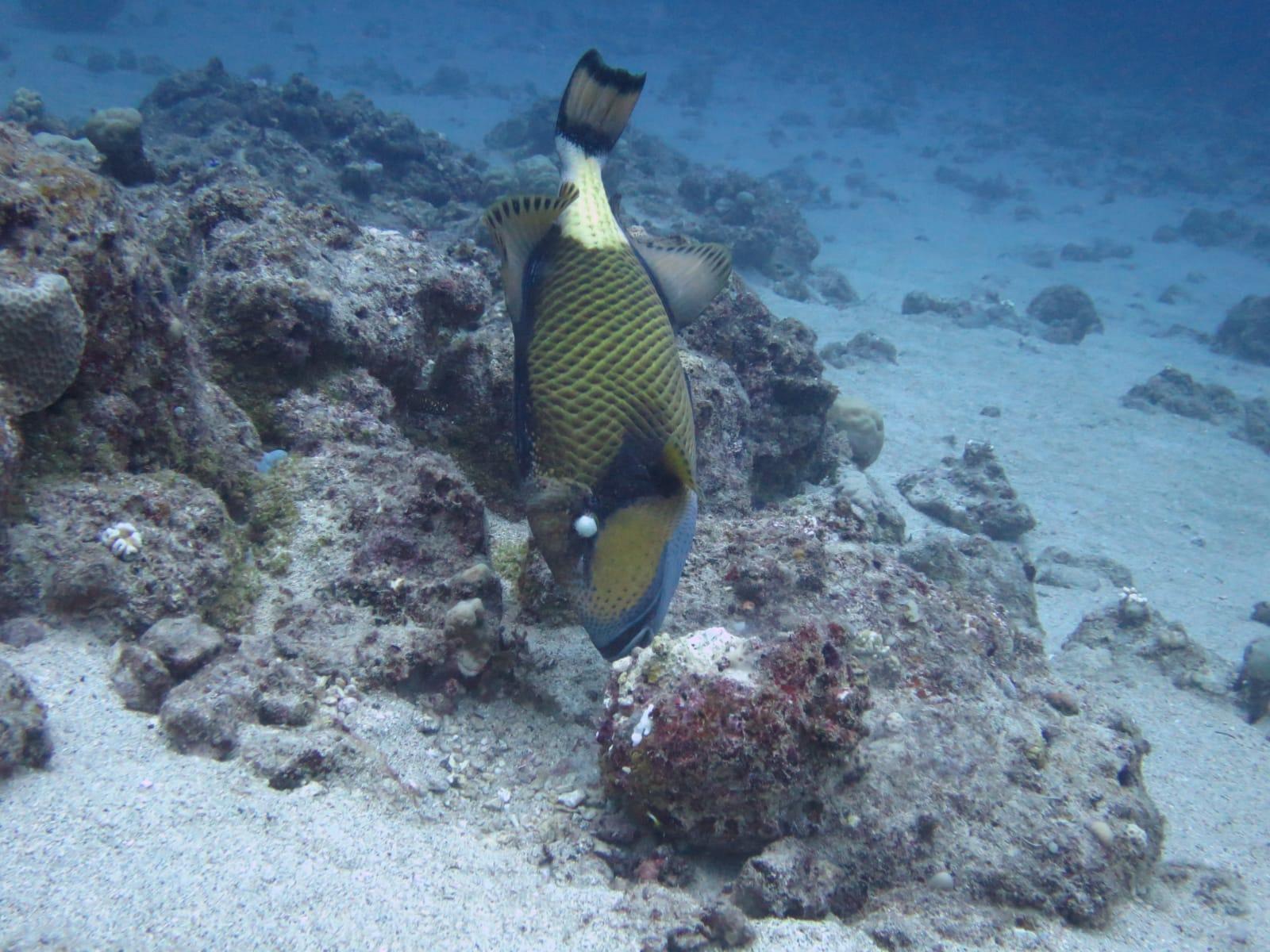 Belle Mare Scuba Discovery: East Coast Mauritius Dive