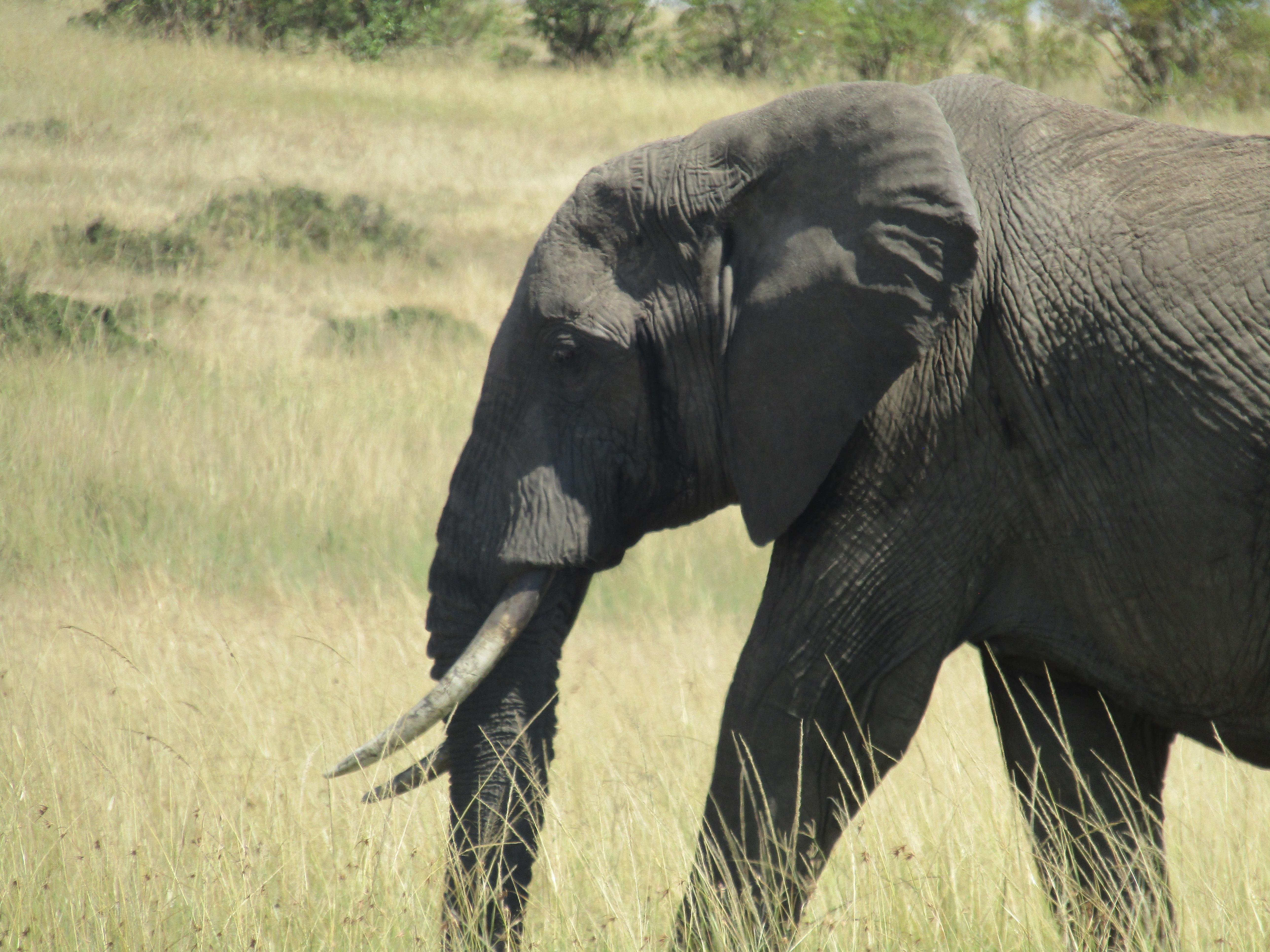 3-Day Masai Mara Safari Adventure from Nairobi