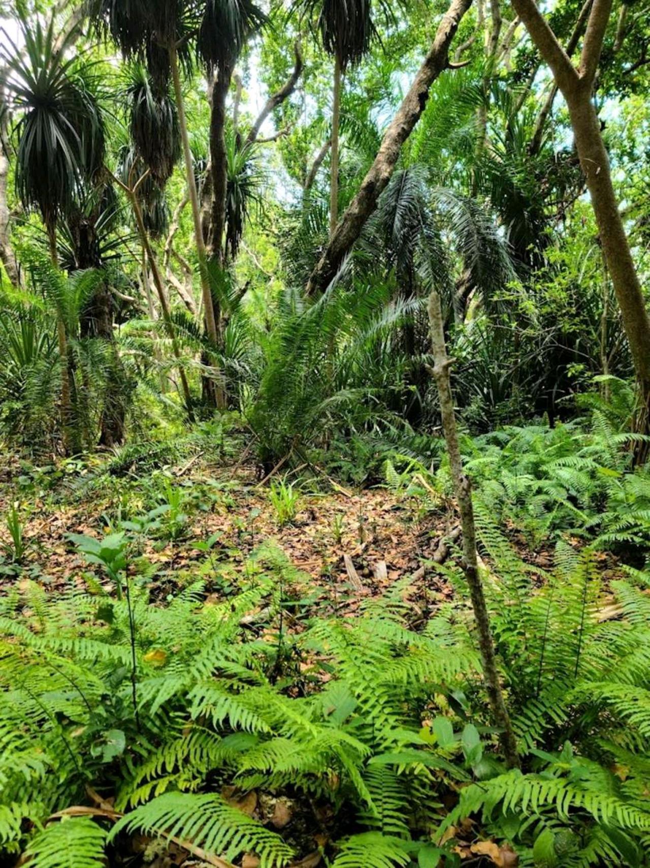 Zanzibar: Jozani Forest, Swahili Cave & Mtende Beach Day Tour