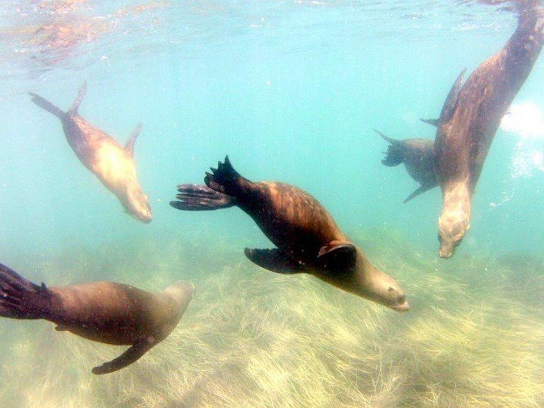 San Diego: La Jolla Cove Snorkeling Tour, Sea Lions & Caves - 2026 (Verified Reviews)