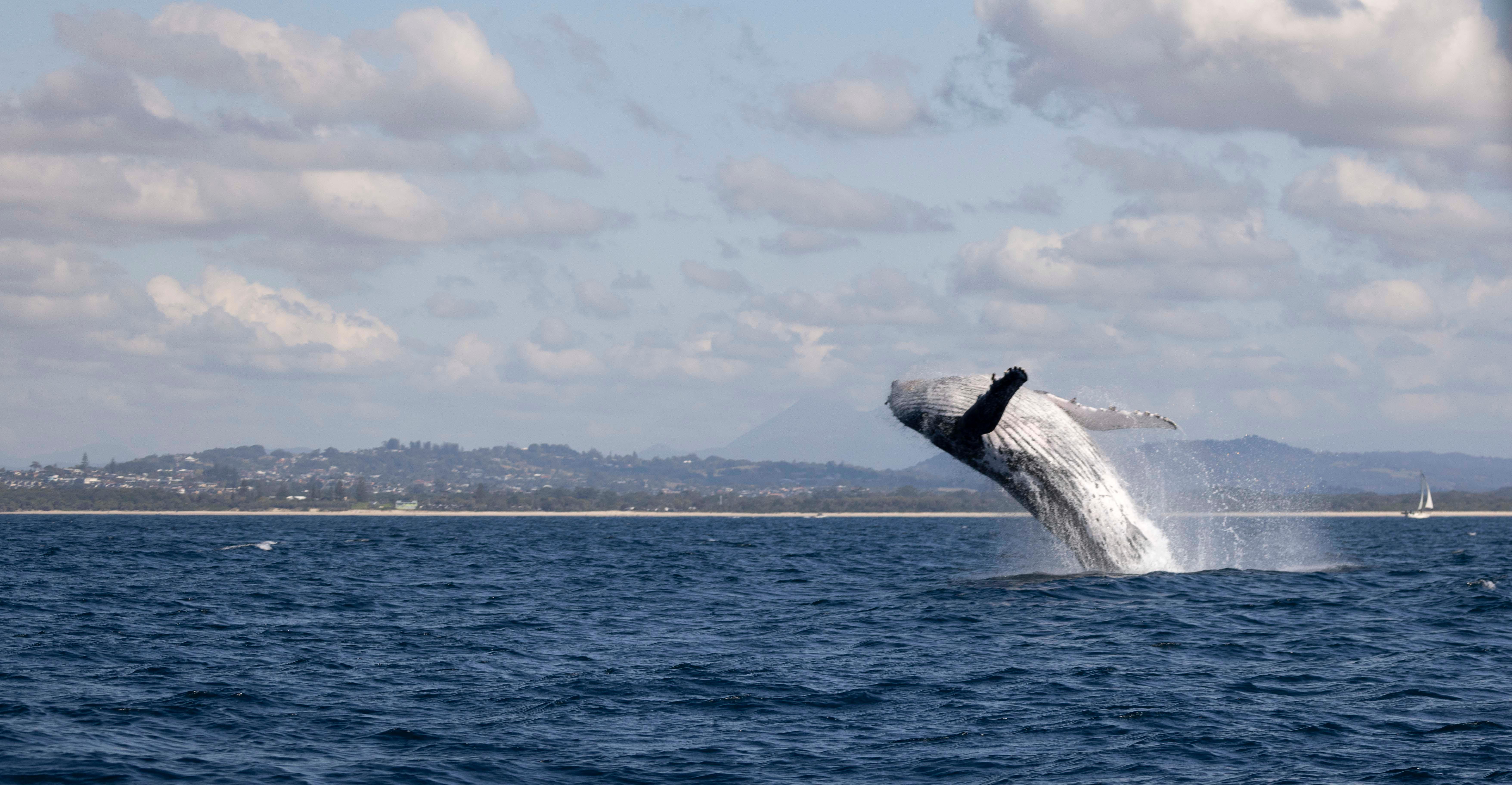Gold Coast/Coolangatta: Whale Watching with Marine Biologist