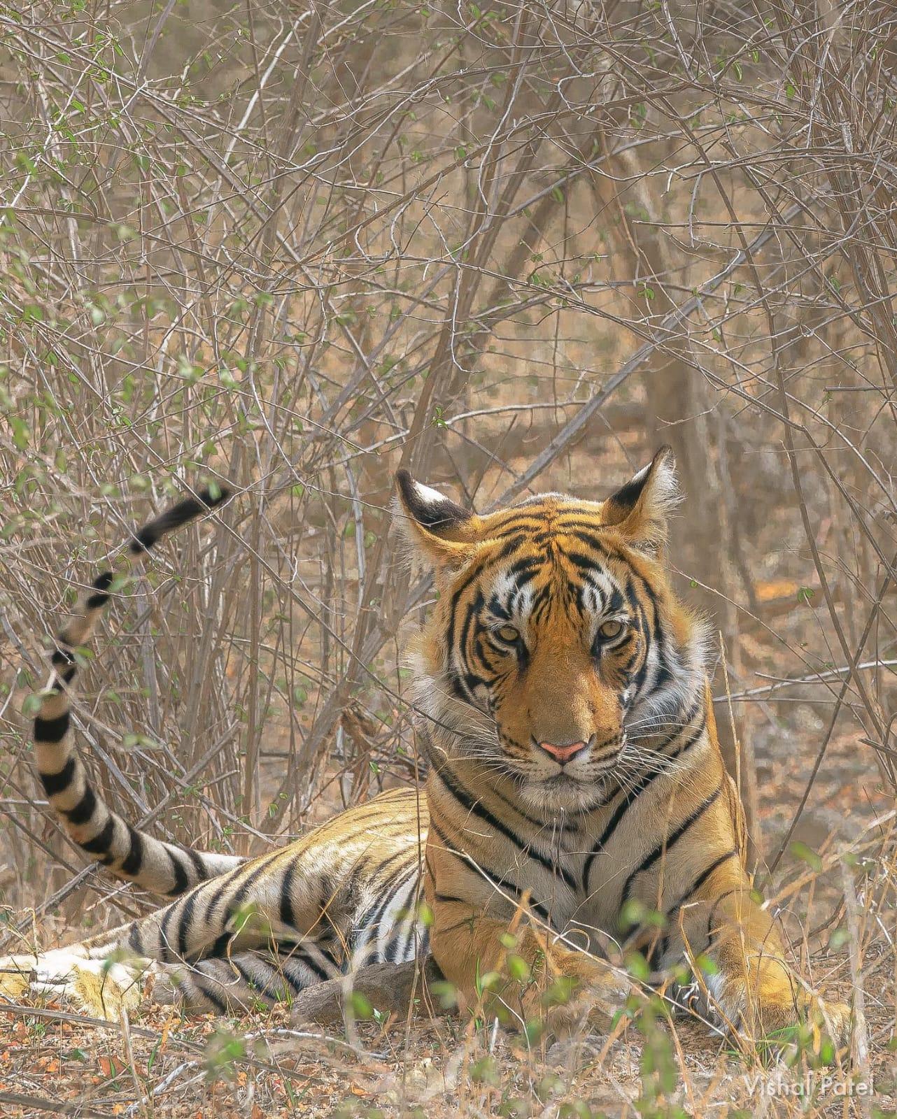 Ranthambore National Park: Wildlife Safari Adventure