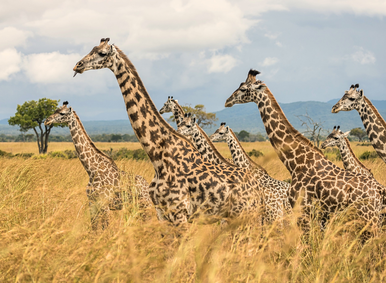Zanzibar to Mikumi: Fly-In Safari Day Trip by Twin-Engine Plane
