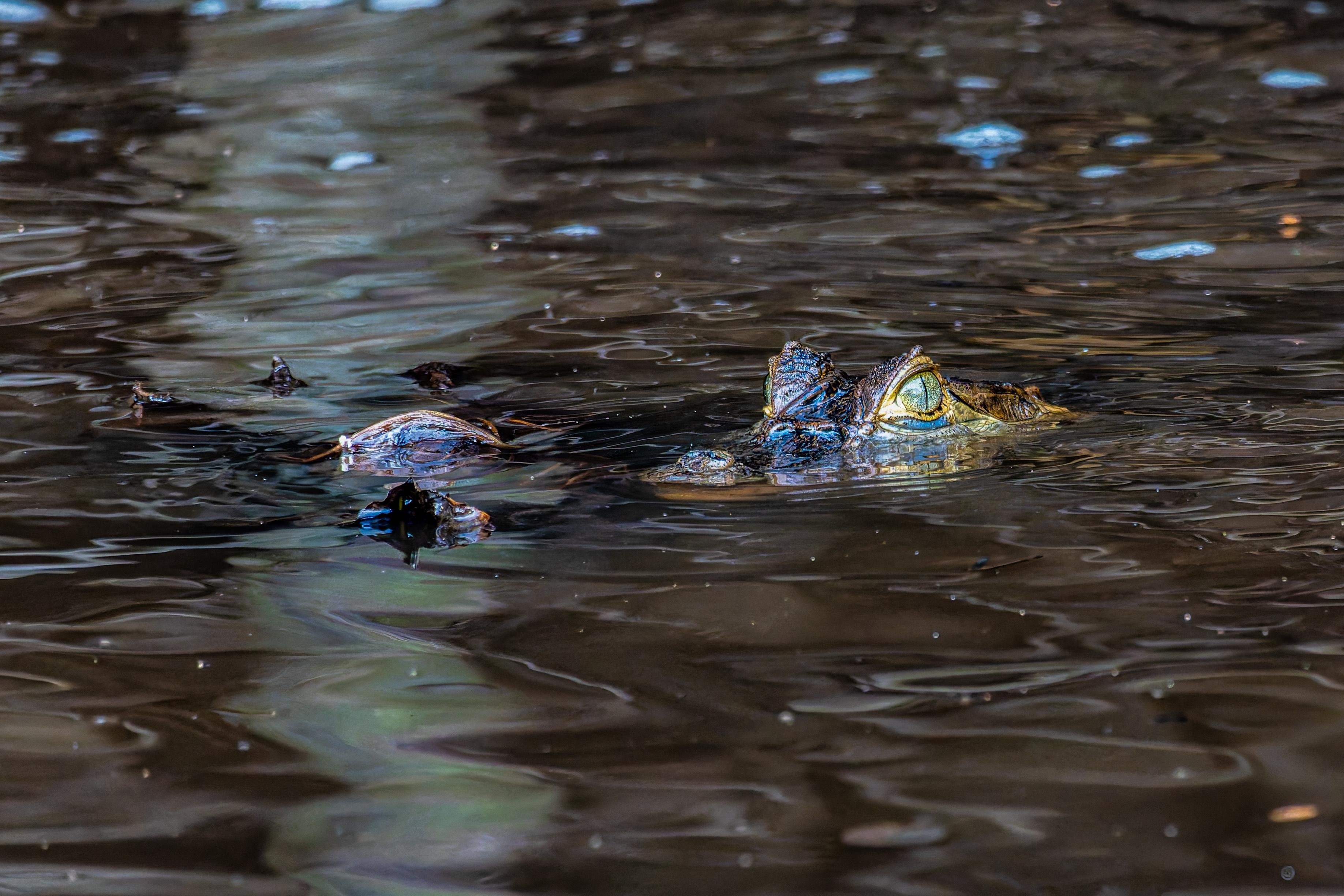Delta Night Safari with Caiman Spotting