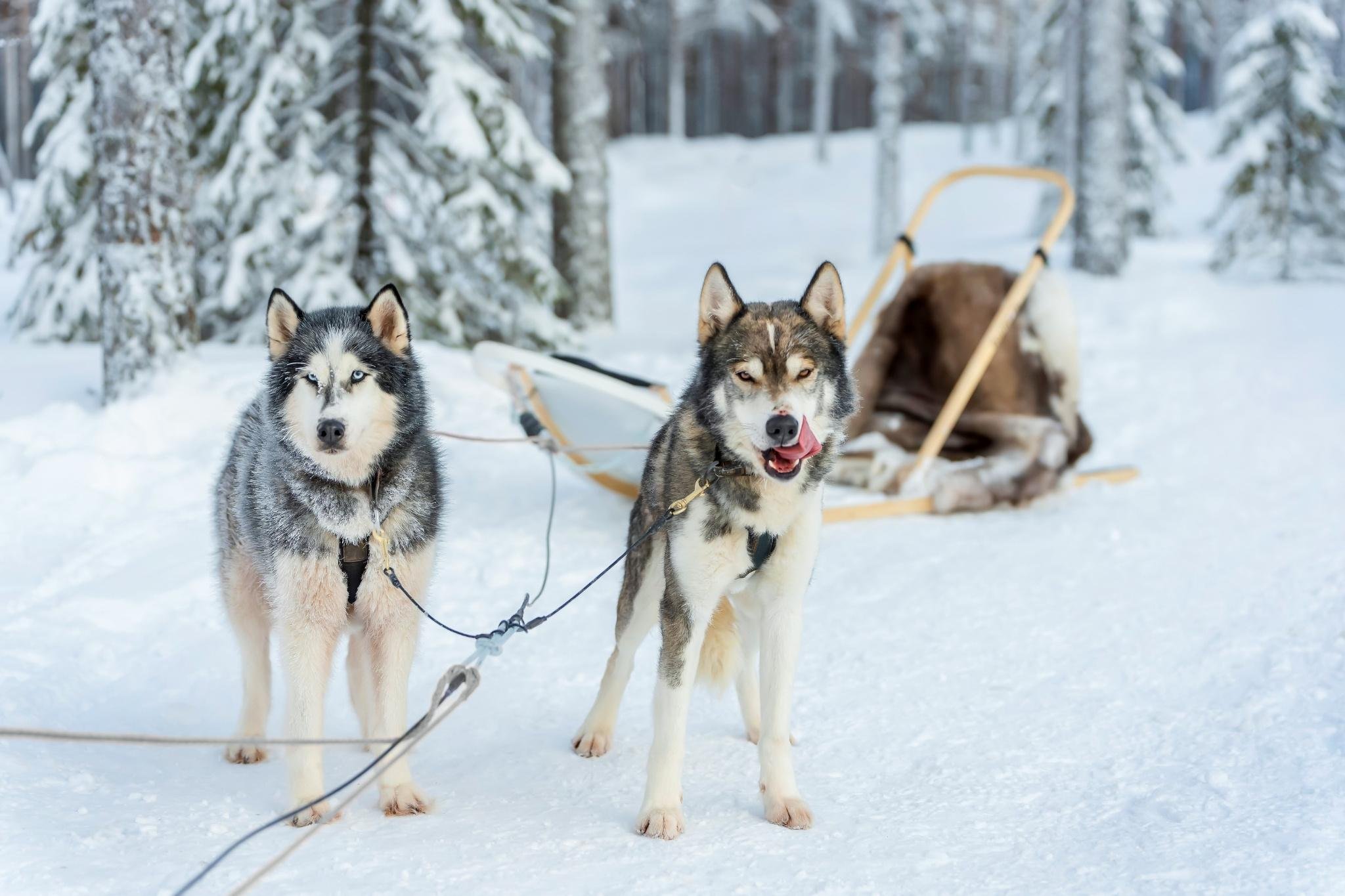 Rovaniemi Husky Safari: Drive Your Own Team & Lapland BBQ