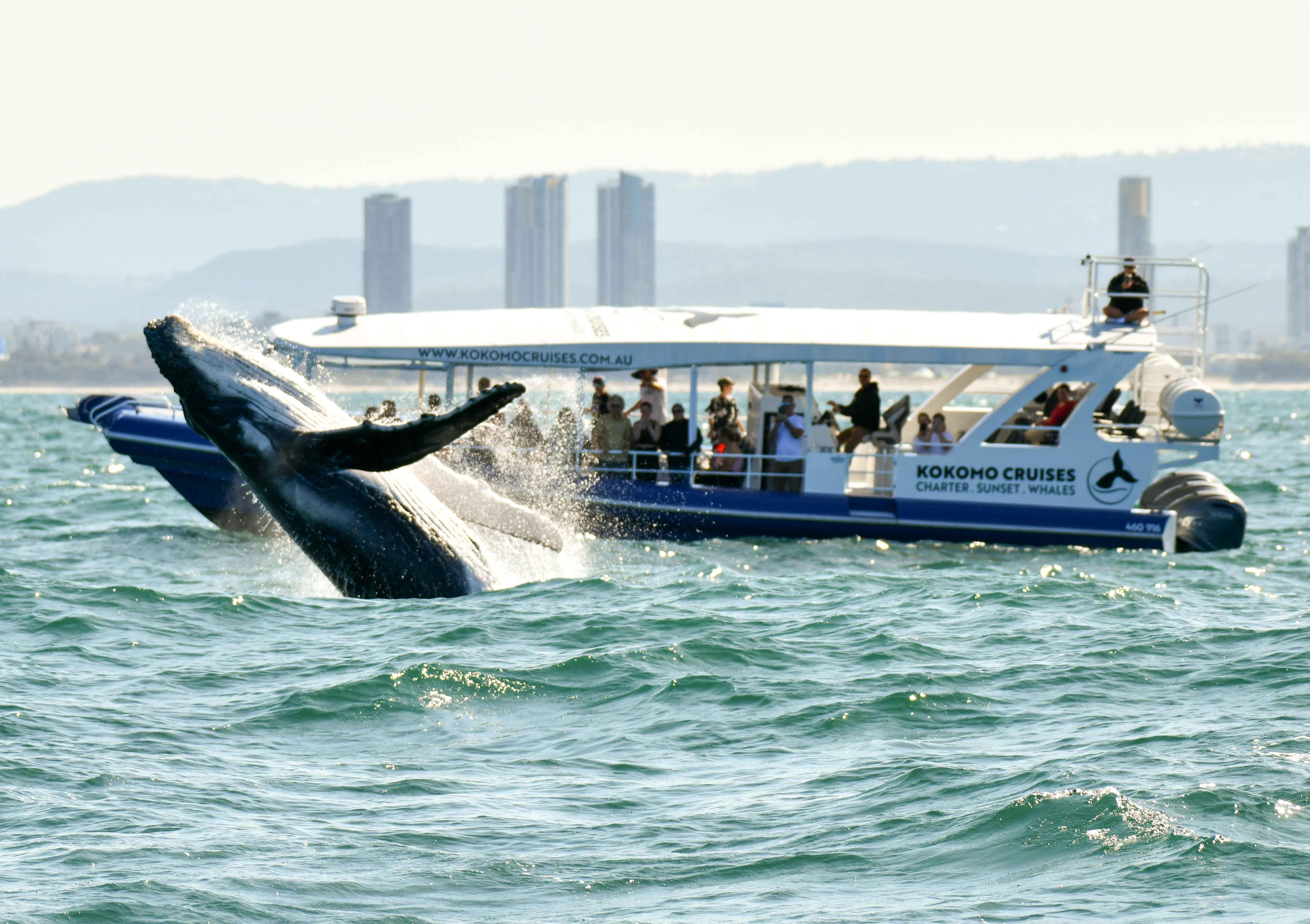 Gold Coast Humpback Whale Watching Cruise