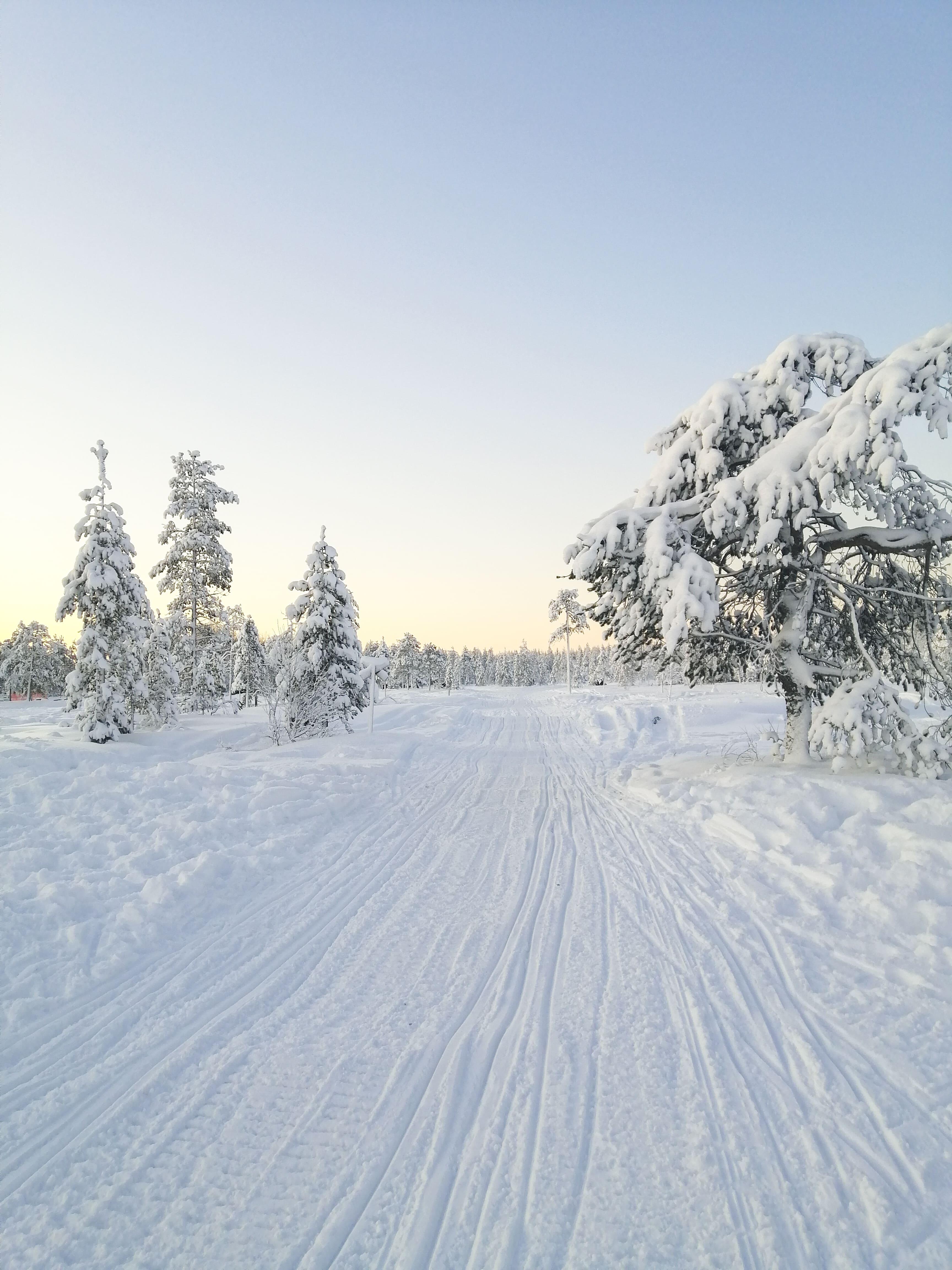 Rovaniemi Arctic Forest Snowmobile Safari