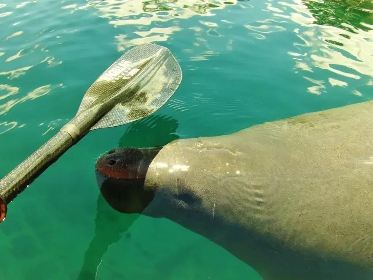Guided Manatee Kayak Adventure at Blue Springs