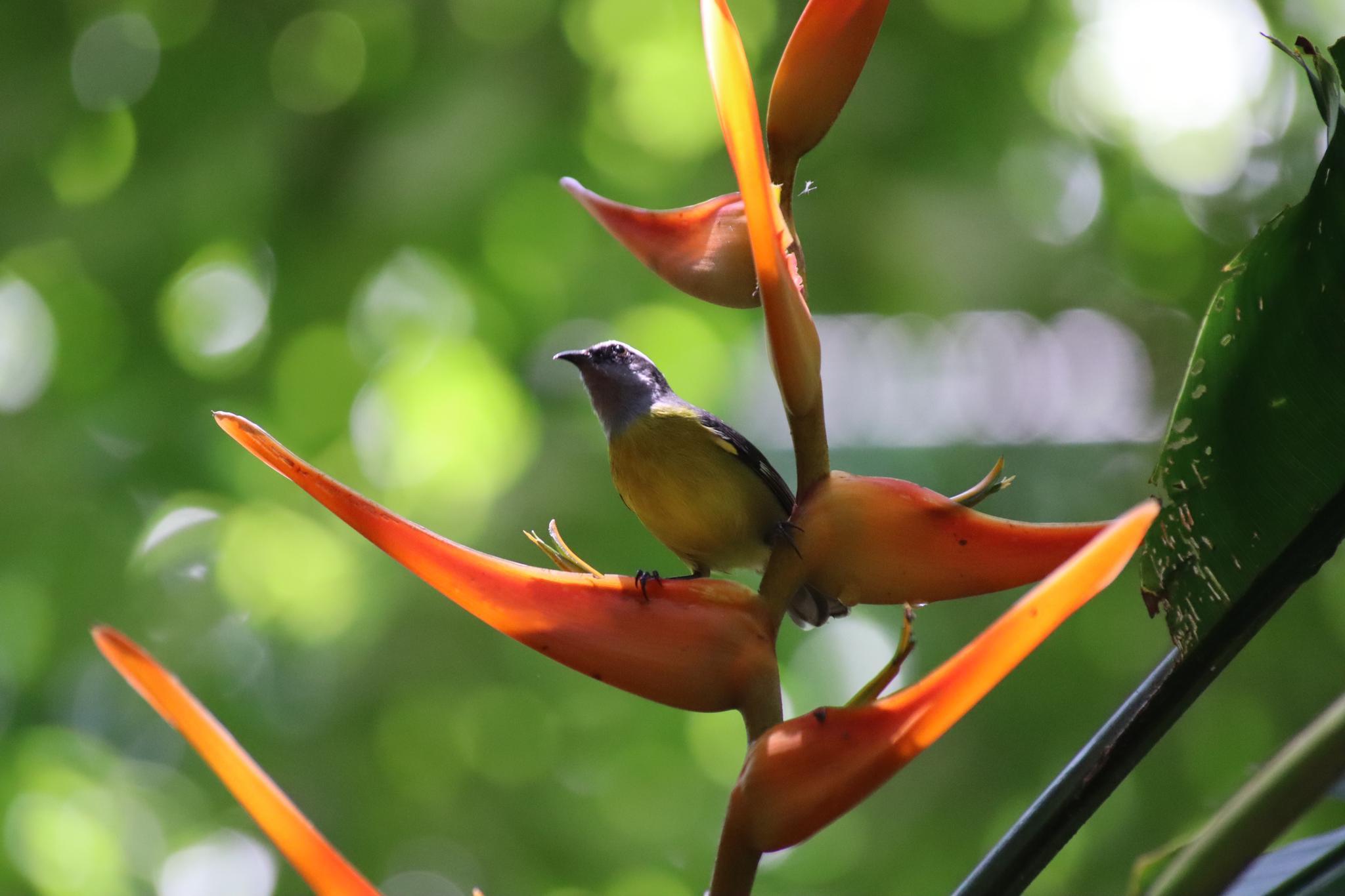 Manuel Antonio National Park: Expert-Guided Wildlife Hike