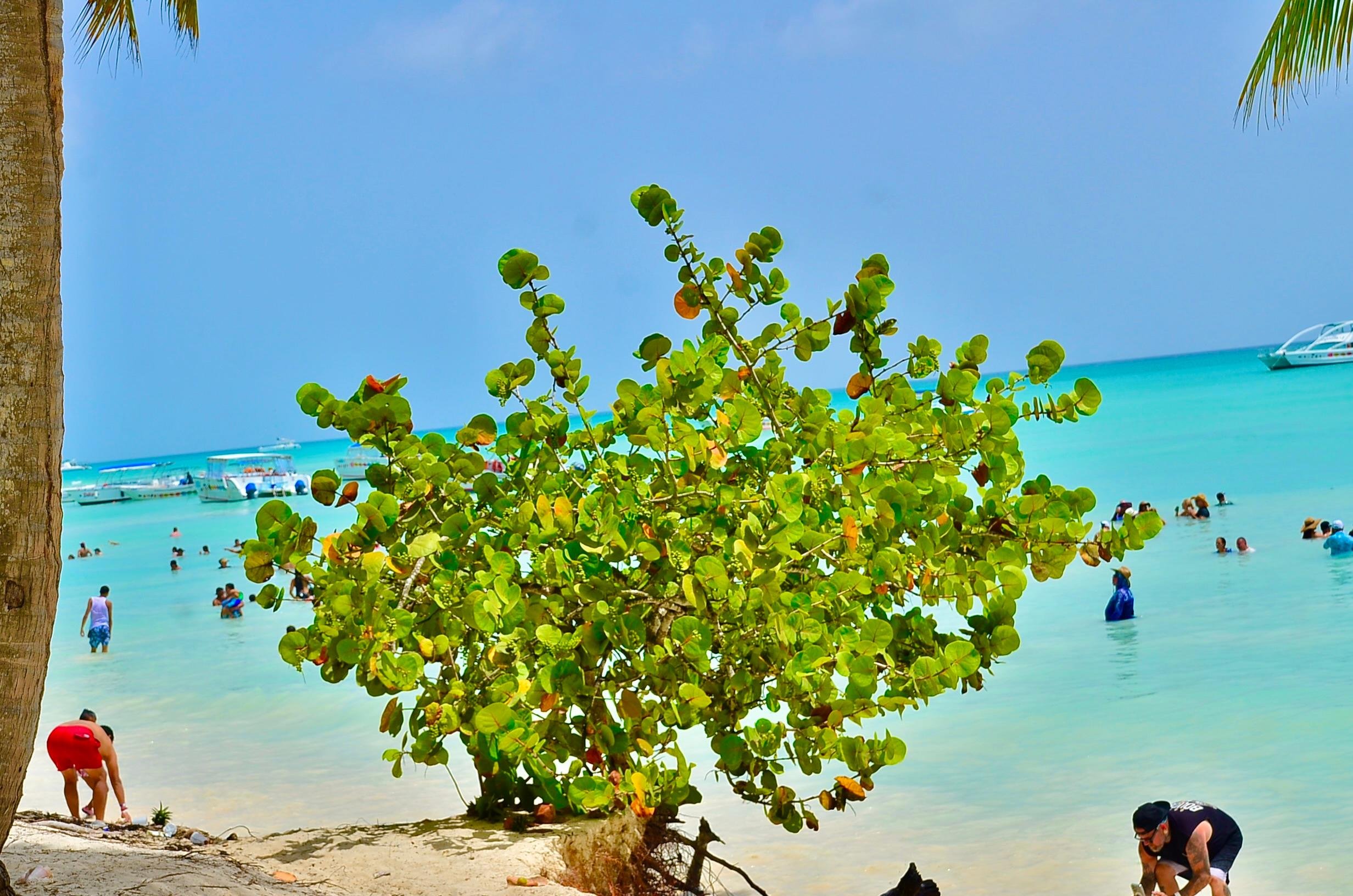 Saona Island boat tour — image 9
