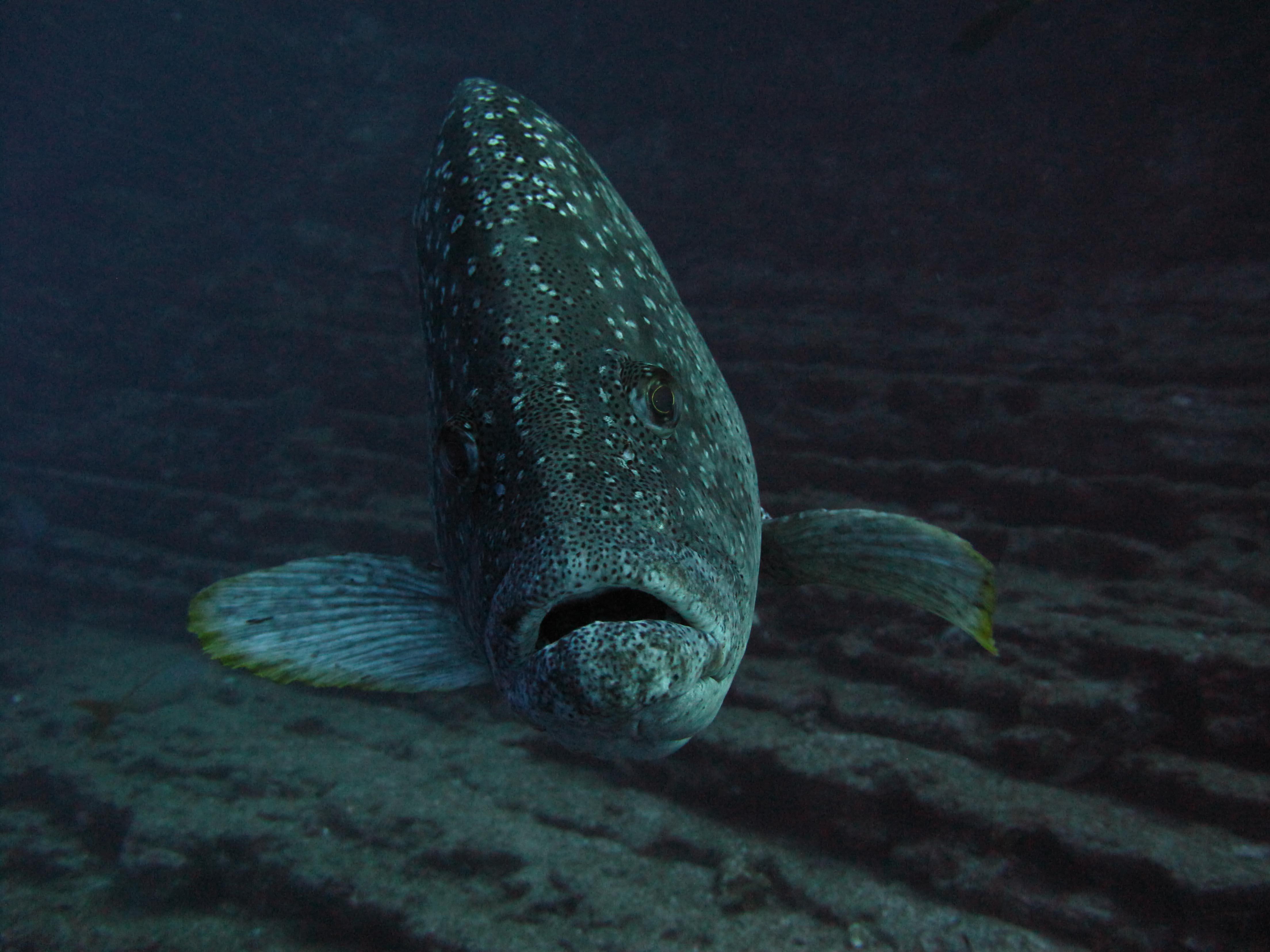 Cabo San Lucas Marine Park: Two-Tank Scuba Diving Adventure
