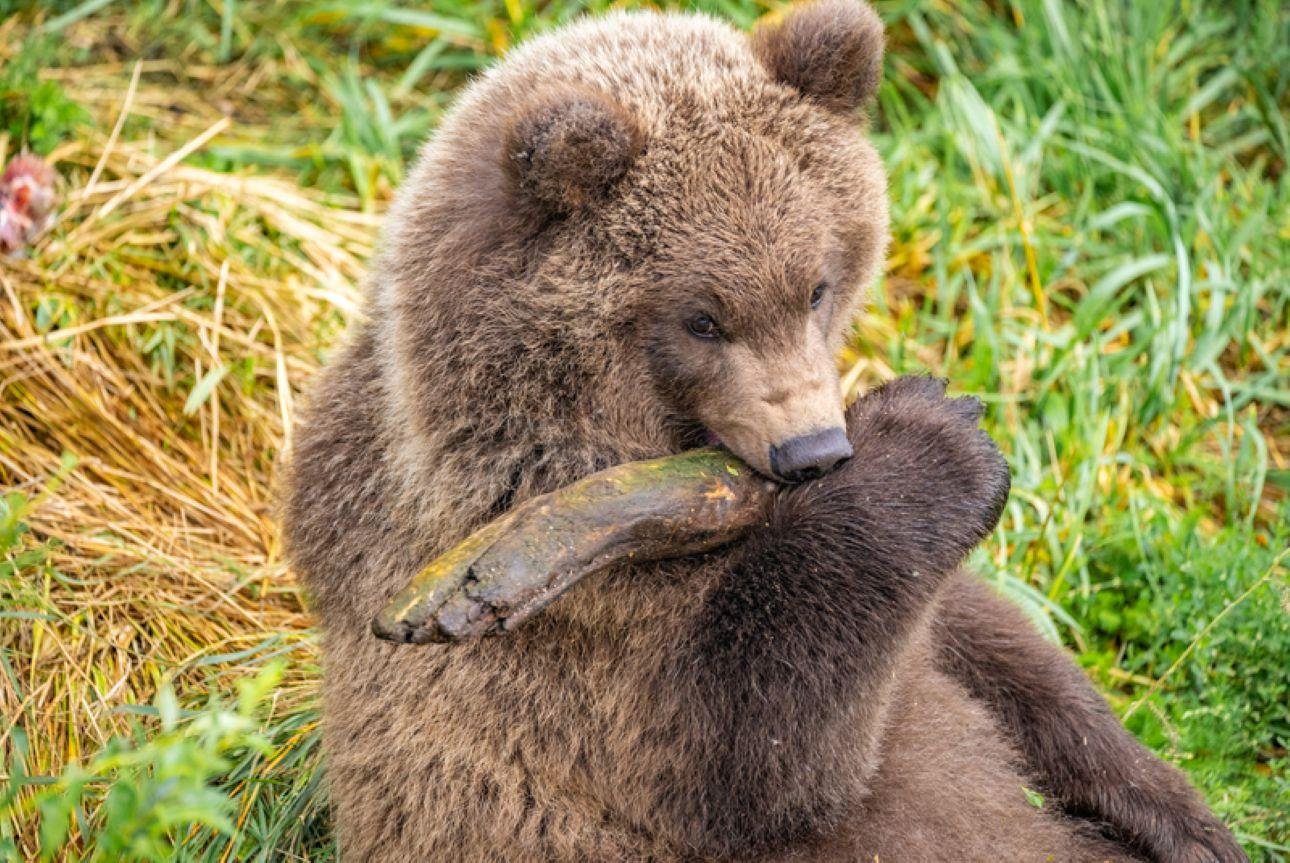 bear viewing in the Kenai Peninsula — photo 7