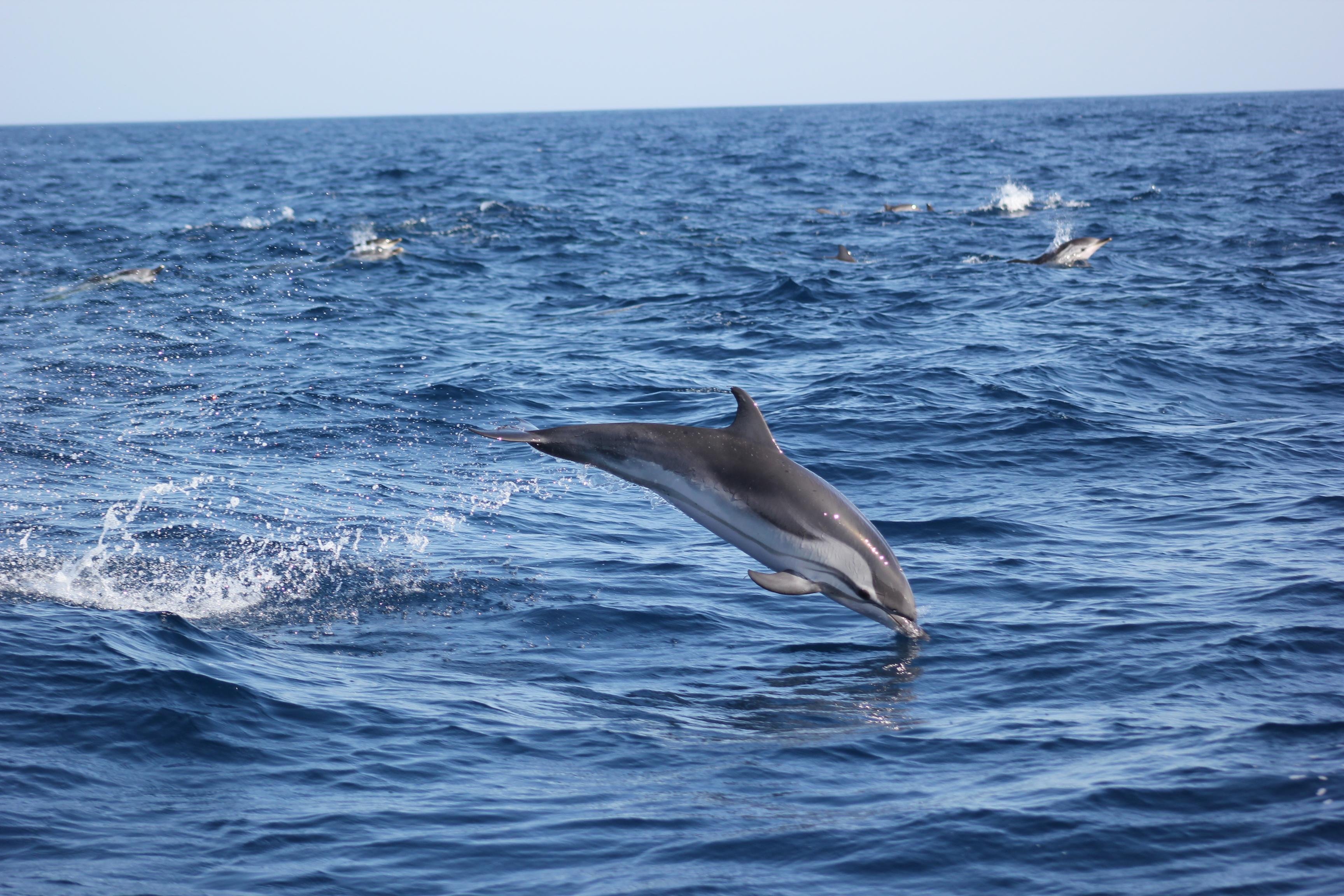 Sagres Dolphin Watching & Cave Exploration