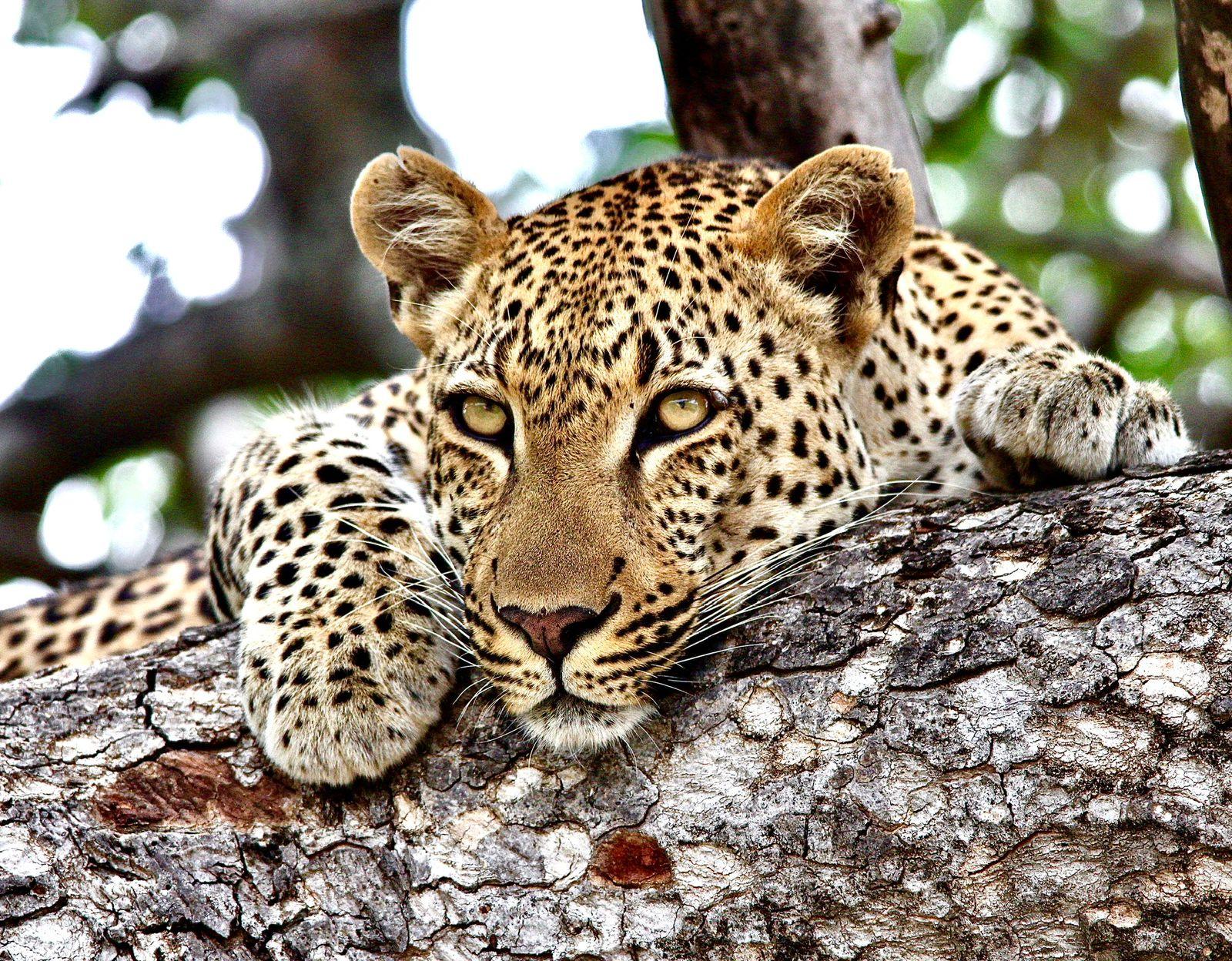 Private Sunrise Kruger Safari with Owner Guide