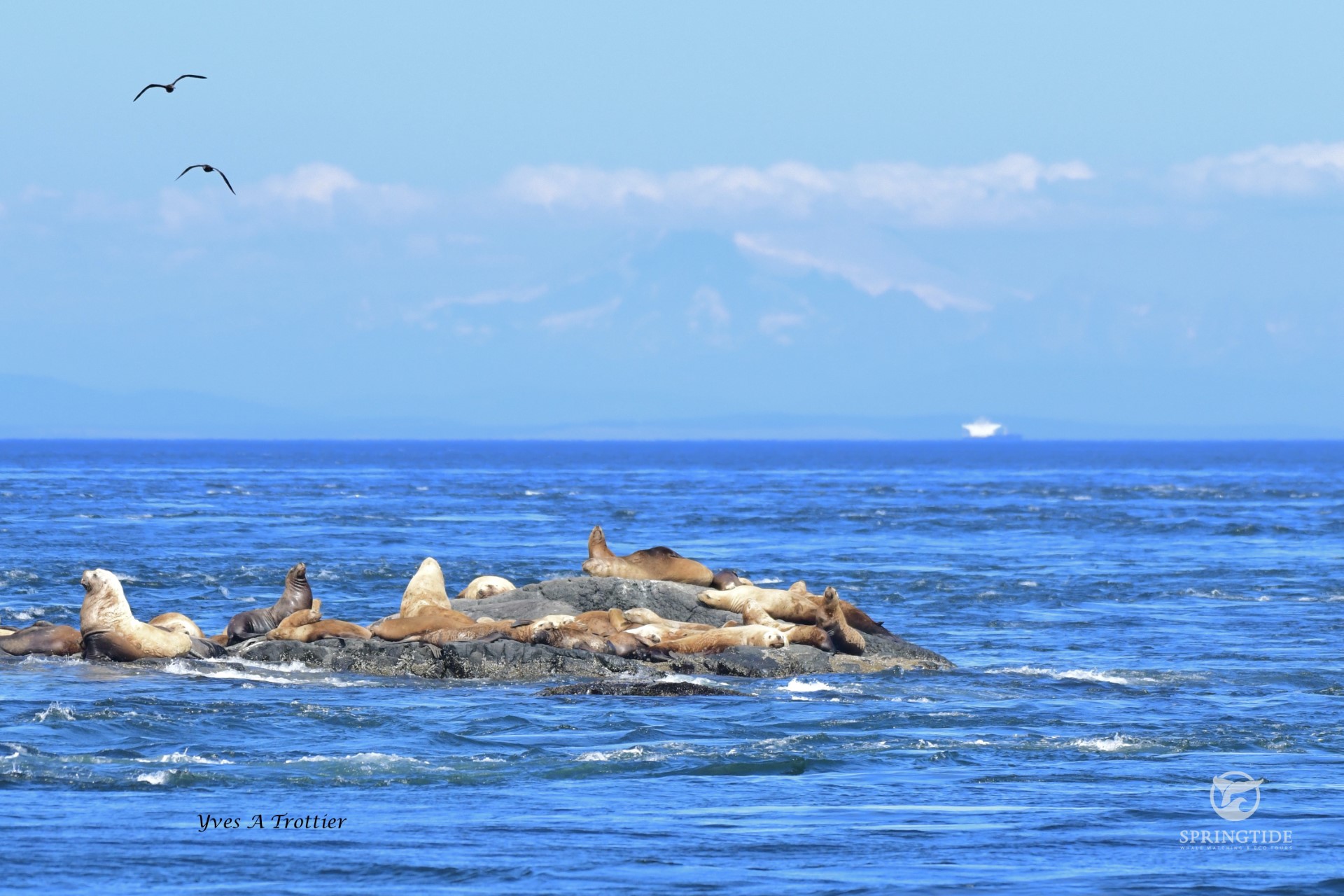 Victoria whale watching tour — orcas and marine wildlife in the Salish Sea — image 7