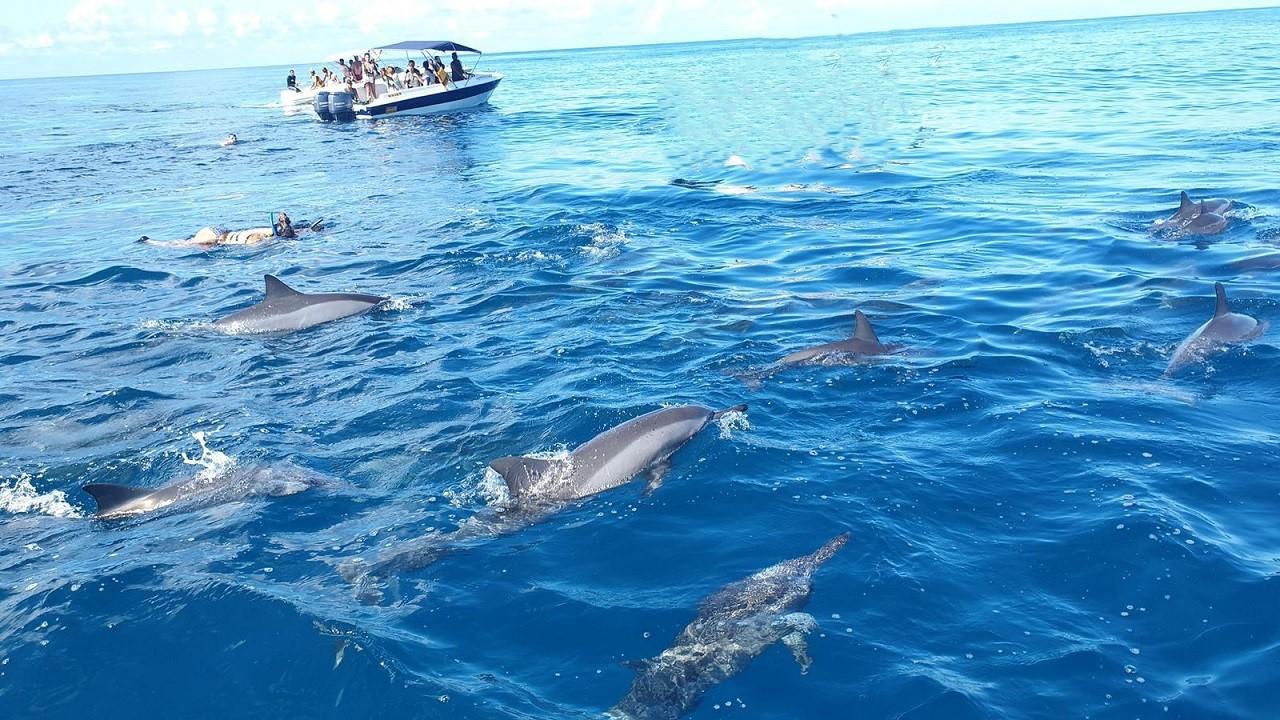 Black River: Speed Boat Dolphin Swim & Crystal Rock Tour with Lunch