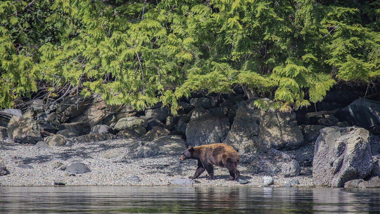 Big Animal Encounter Boat Tour from Campbell River